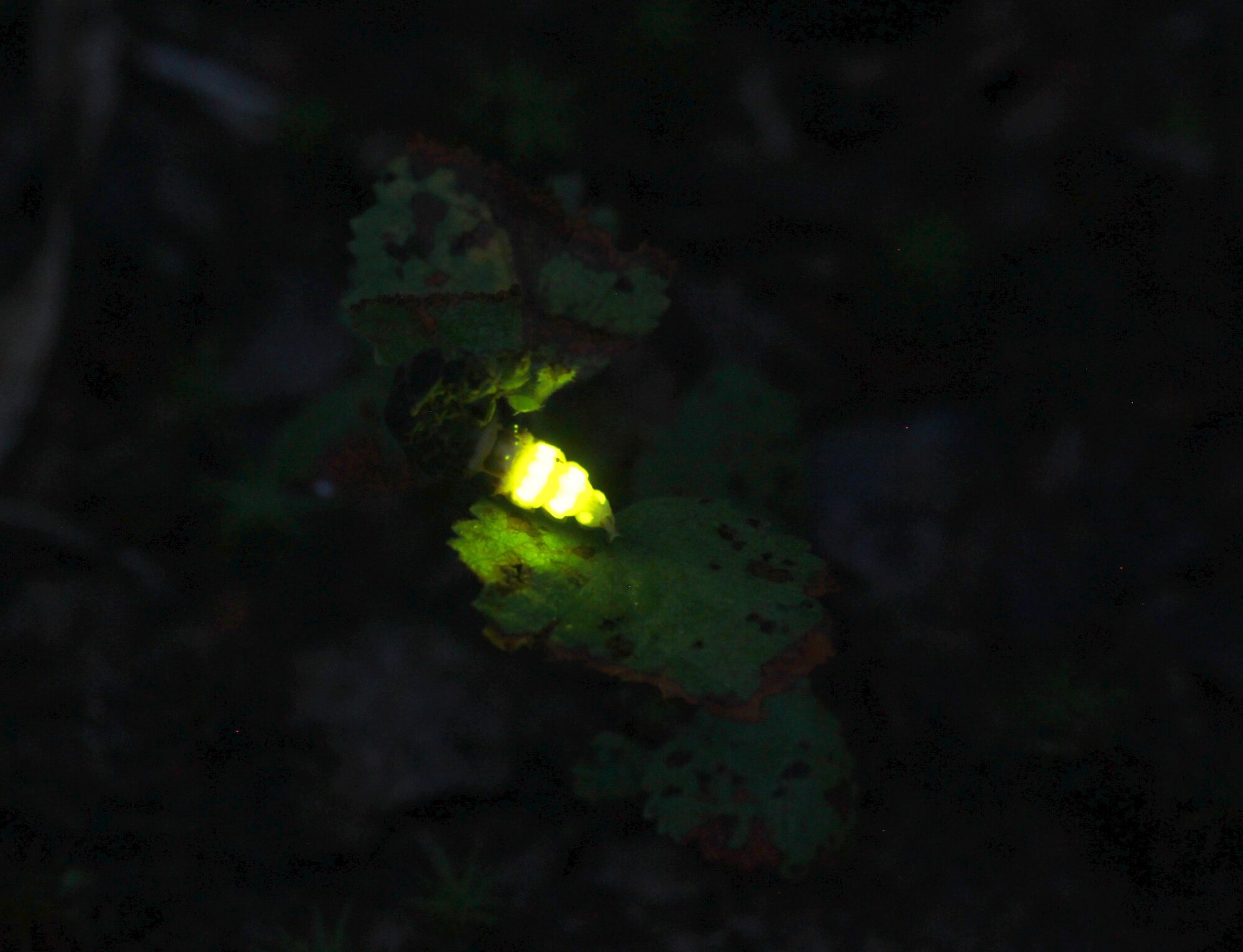 Valokuvaaja: Jaana Saarelainen