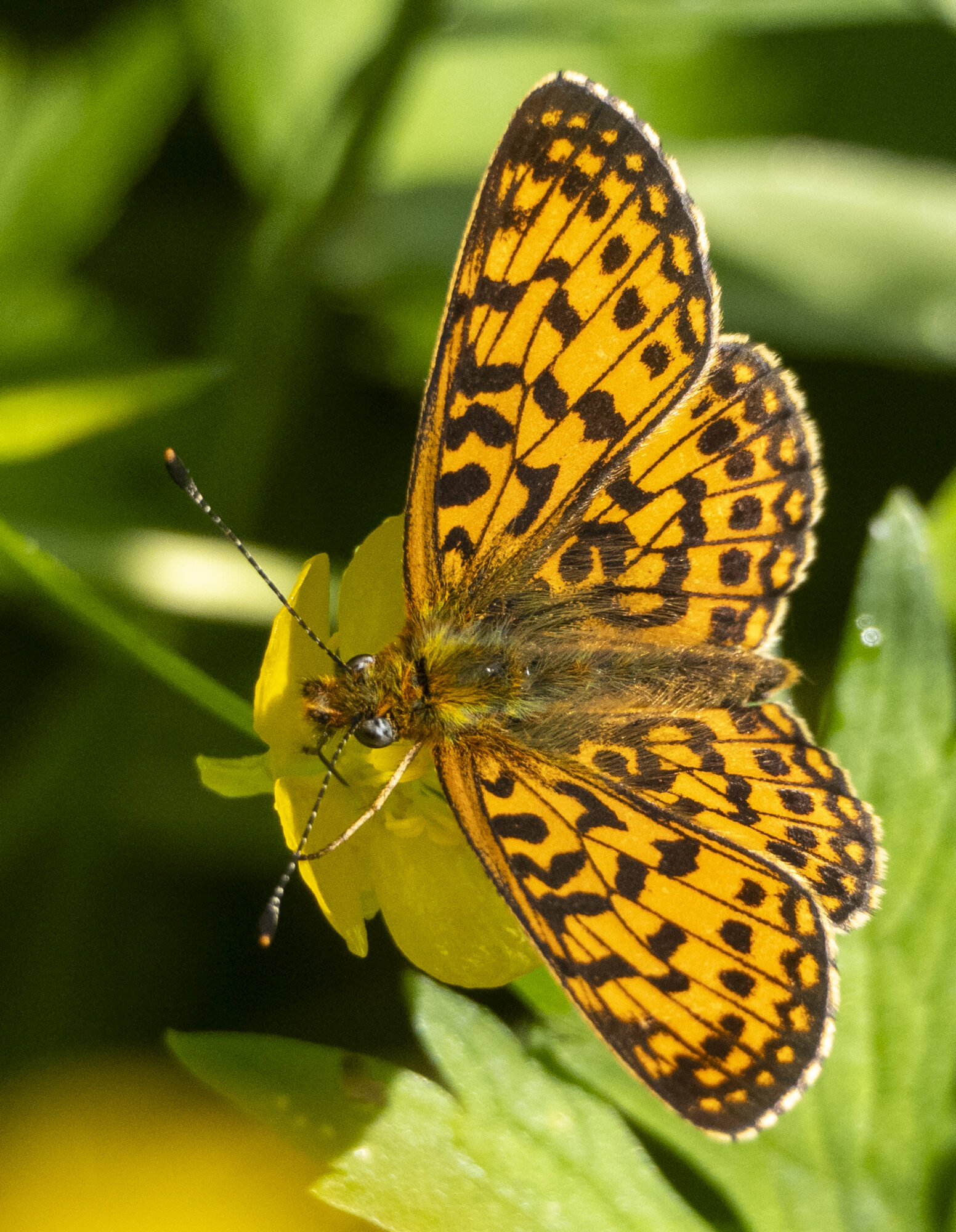 Valokuvaaja: Hannu Tikkanen