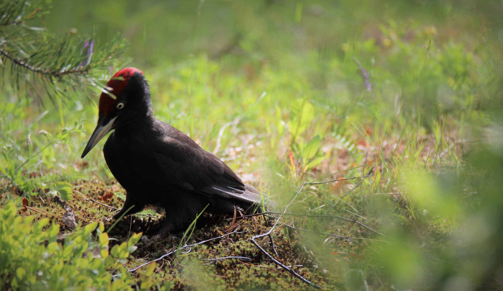 Valokuvaaja: Ahti Keränen