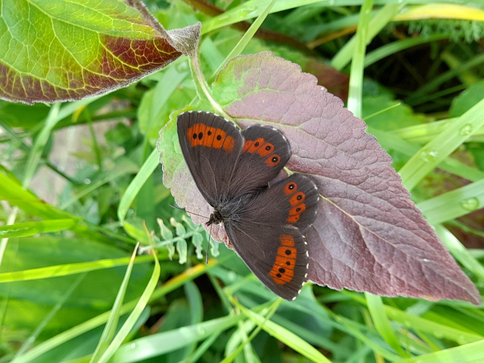 Valokuvaaja: Elina Karvo