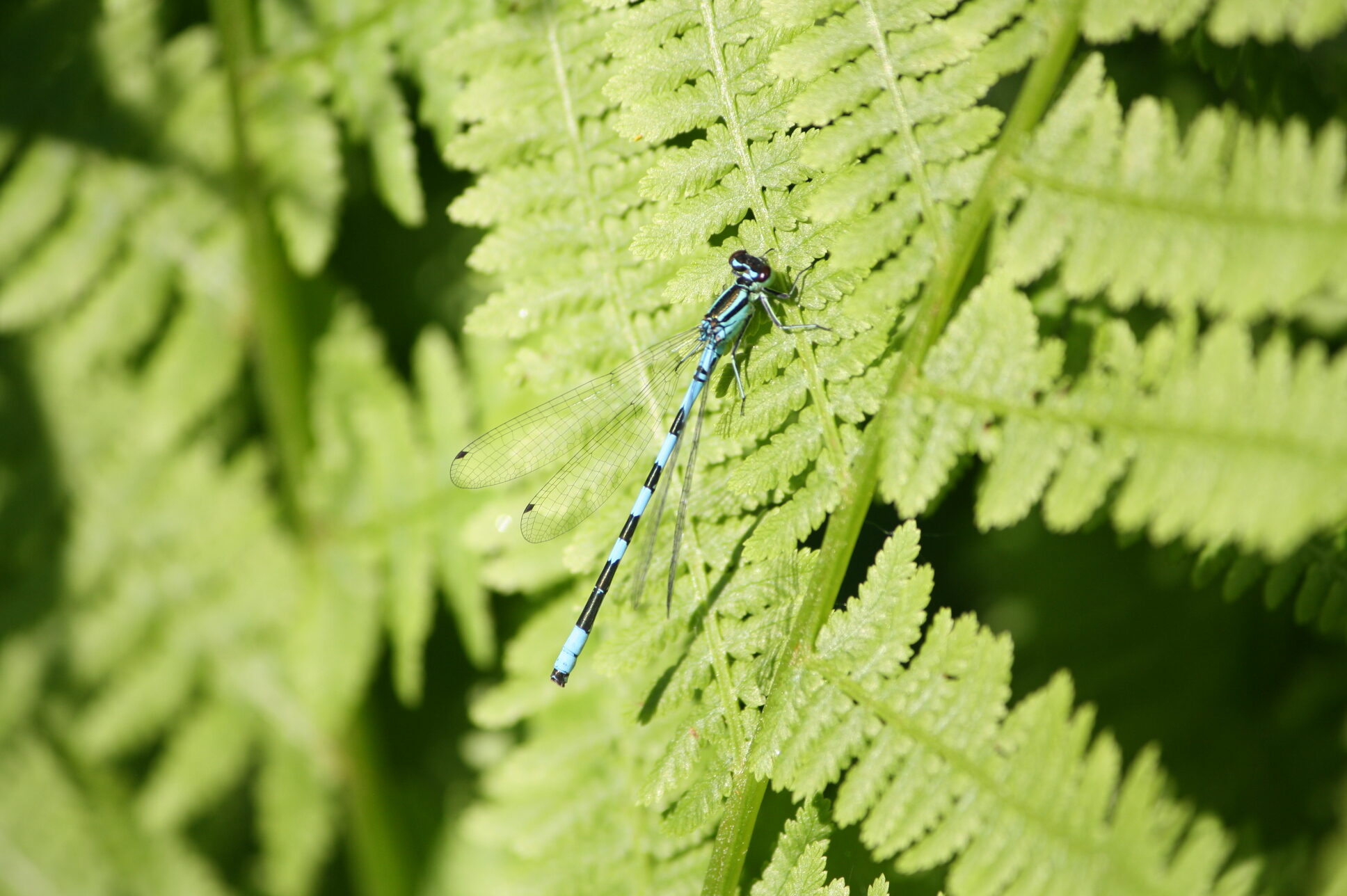 Valokuvaaja: Sanna Niemi