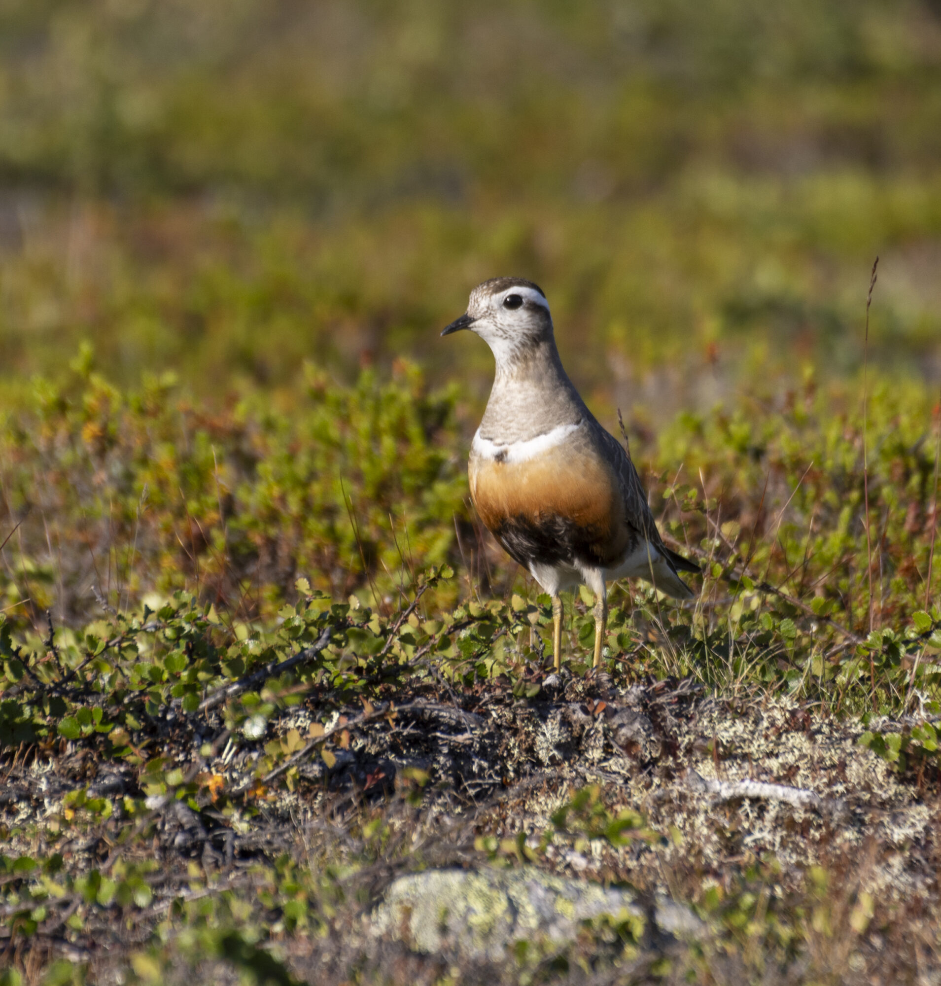Valokuvaaja: Hannu Tikkanen