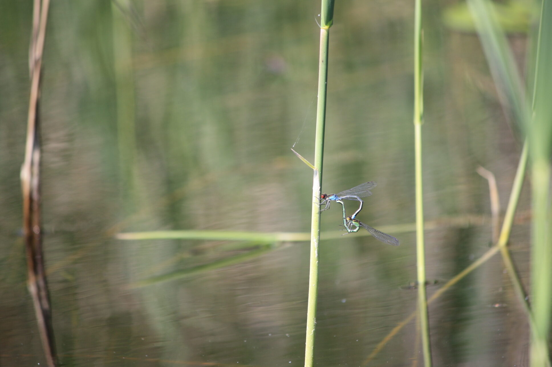 Valokuvaaja: Sanna Niemi