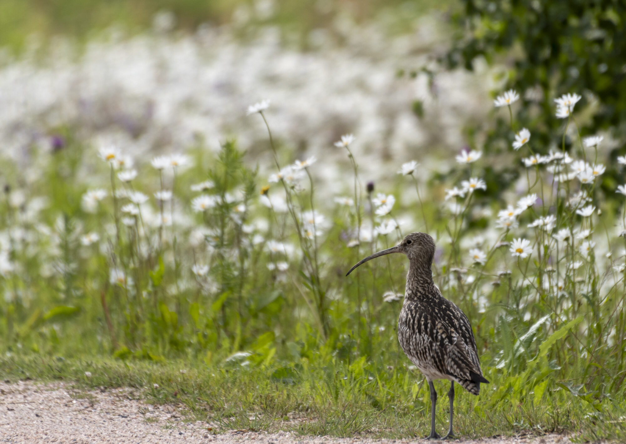 Valokuvaaja: Hannu Tikkanen