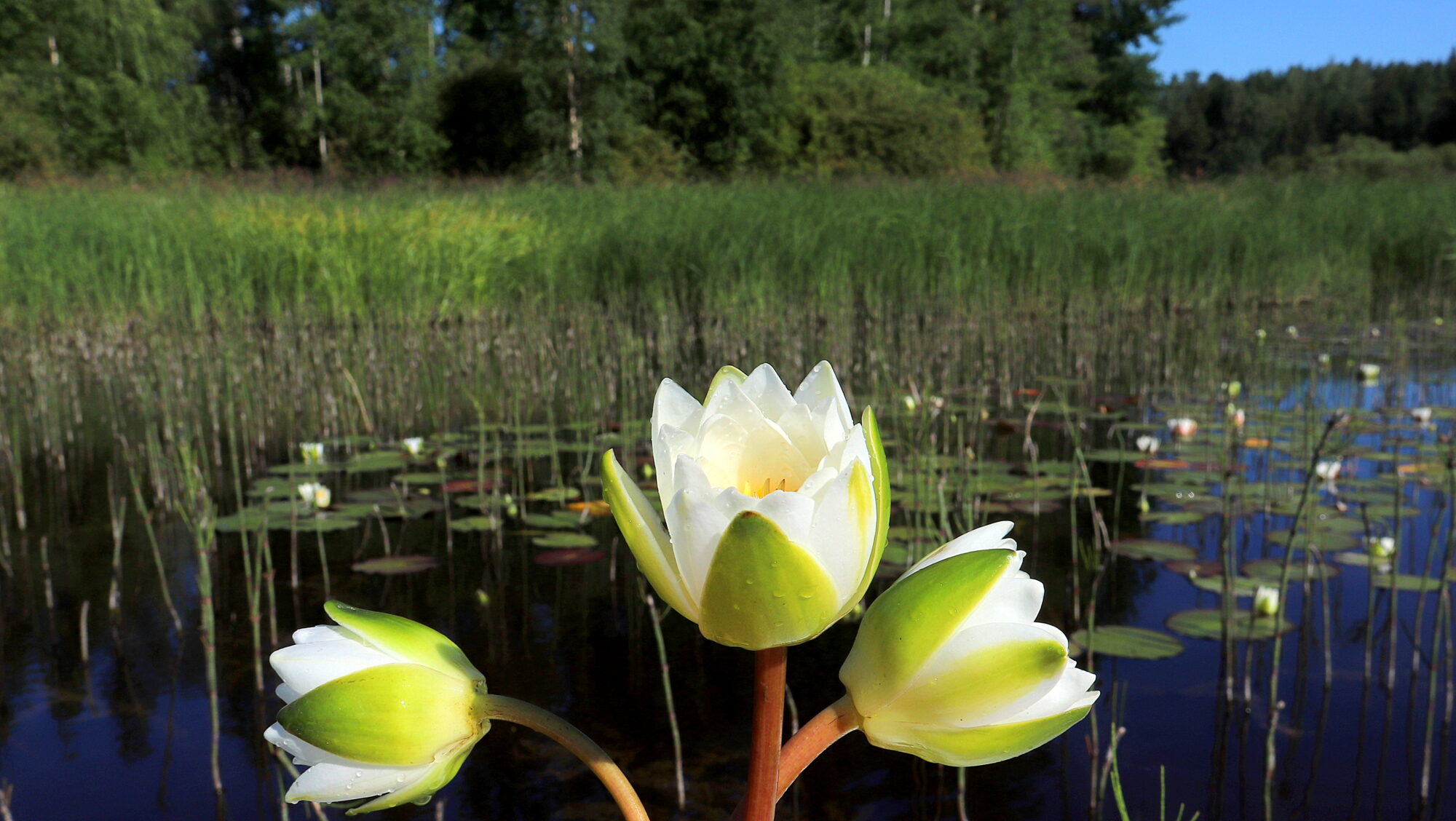 Valokuvaaja: sirpa Jyske