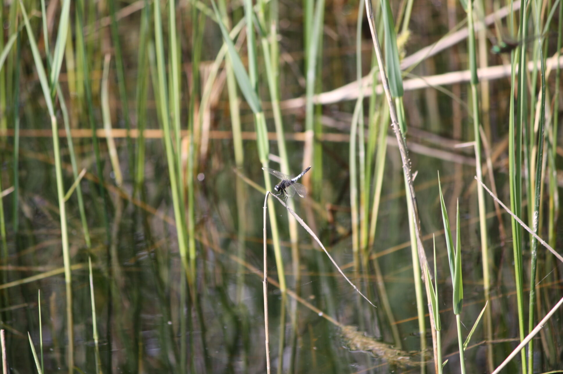 Valokuvaaja: Sanna Niemi
