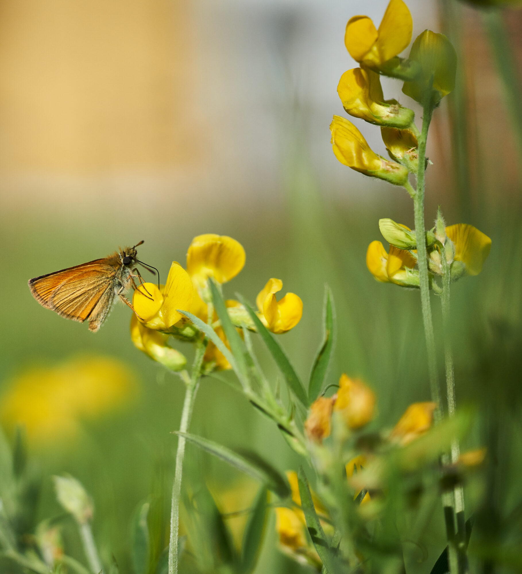 Valokuvaaja: Tarja Kouvo