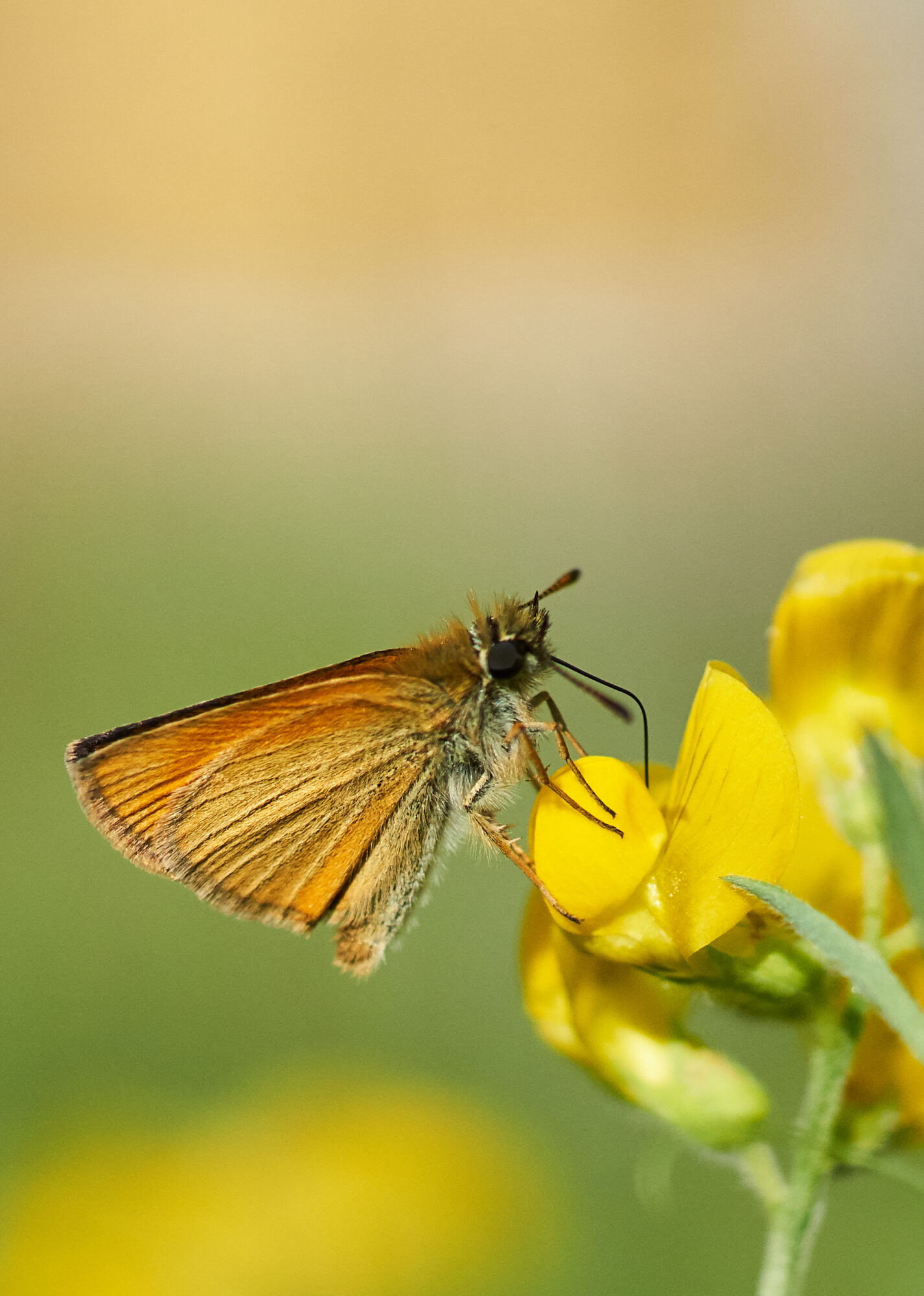 Valokuvaaja: Tarja Kouvo