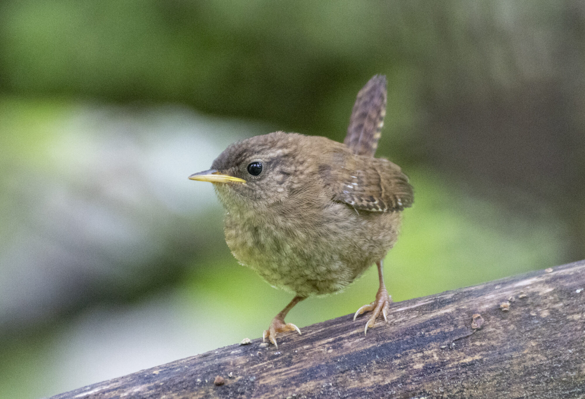 Valokuvaaja: Hannu Tikkanen