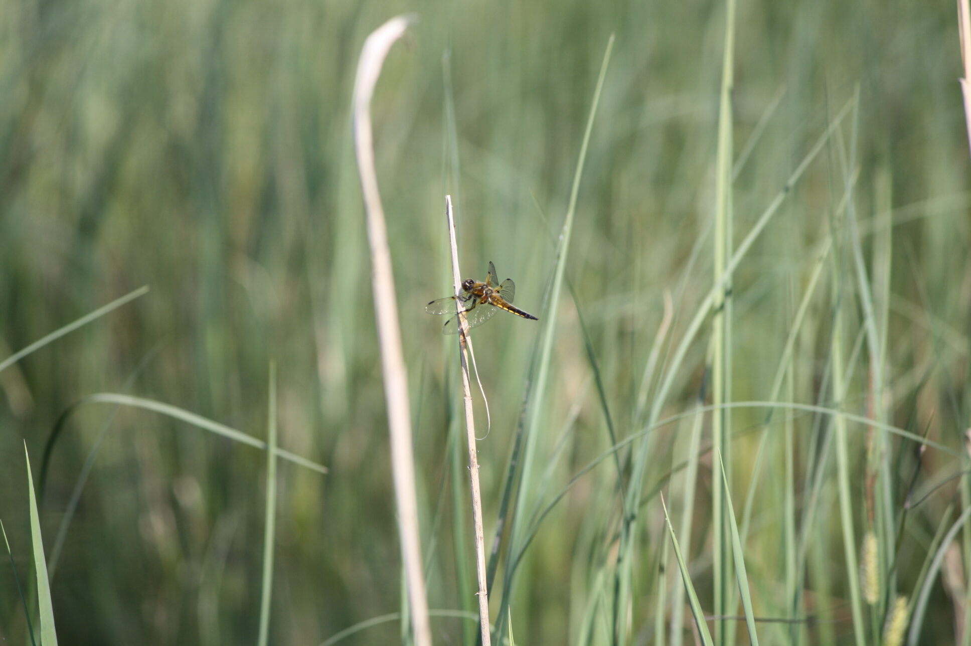 Valokuvaaja: Sanna Niemi