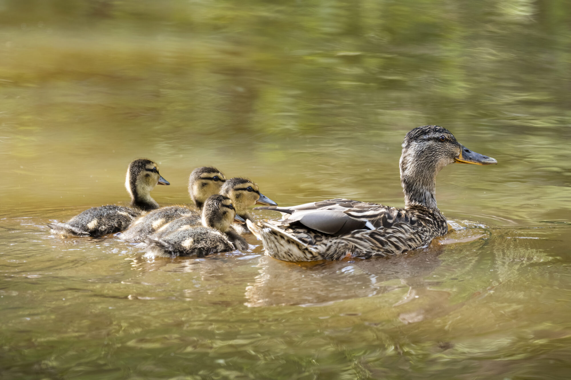 Valokuvaaja: Risto Lavi