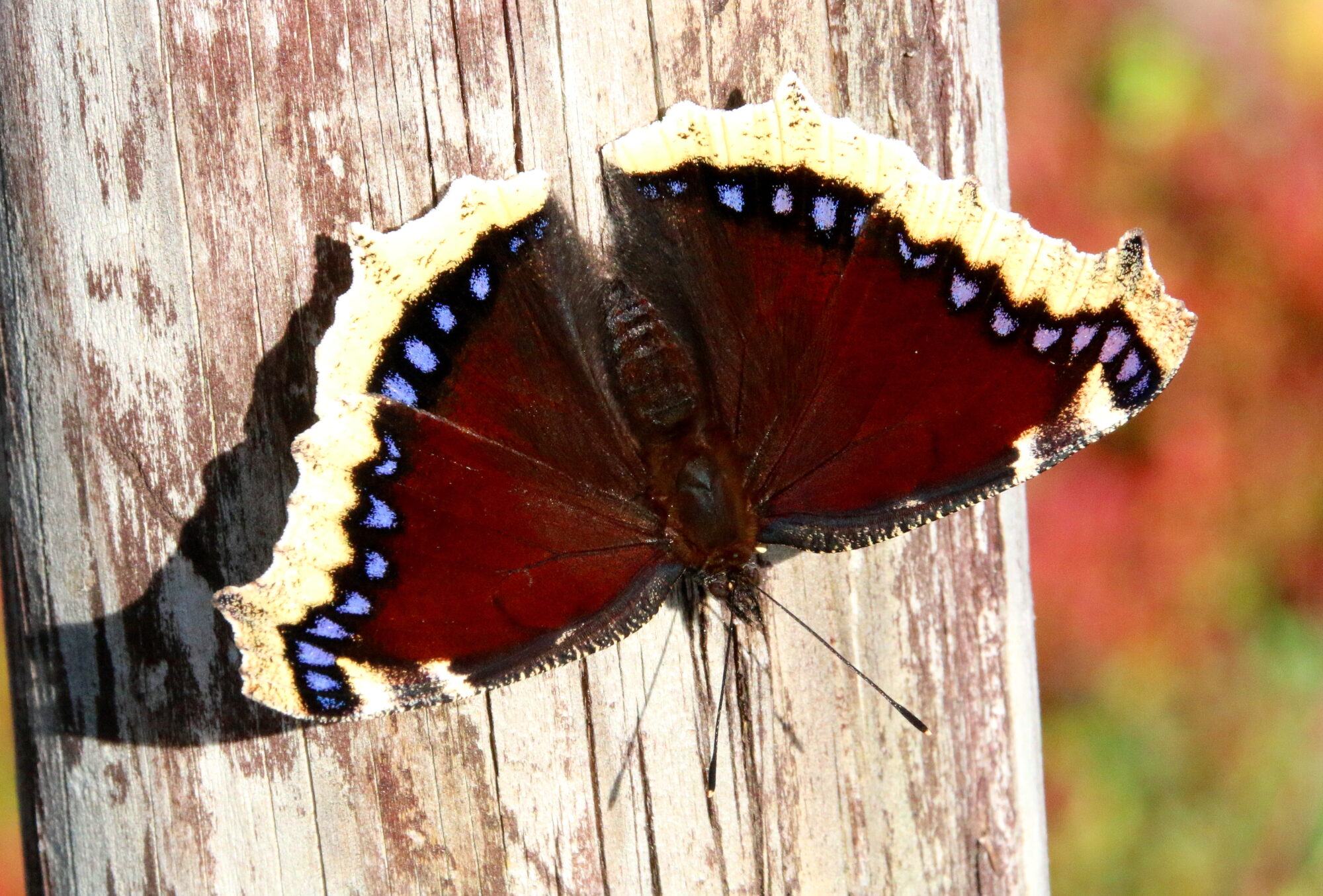 Valokuvaaja: Tuukka Pahtamaa