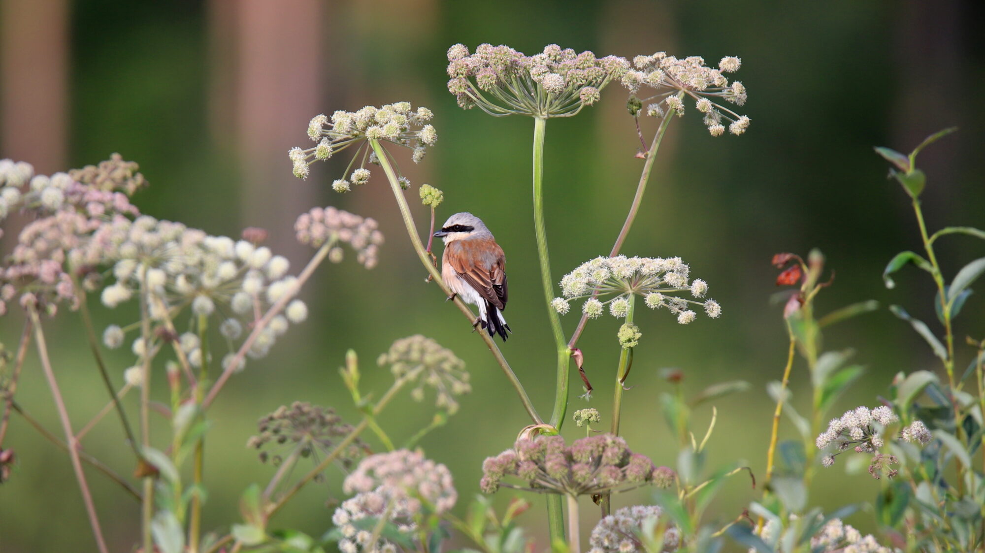 Valokuvaaja: sirpa Jyske