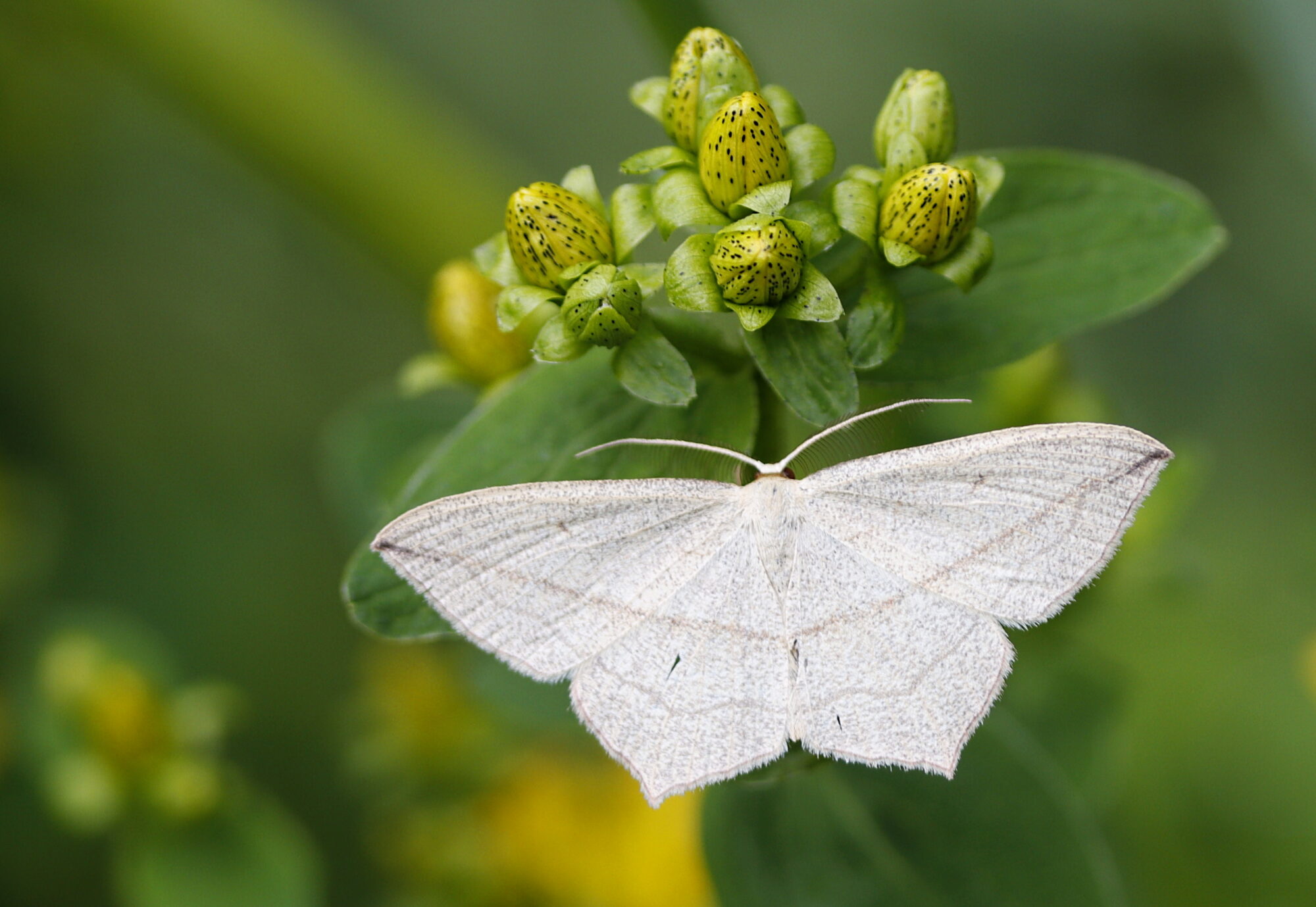 Valokuvaaja: Ritva Nieminen