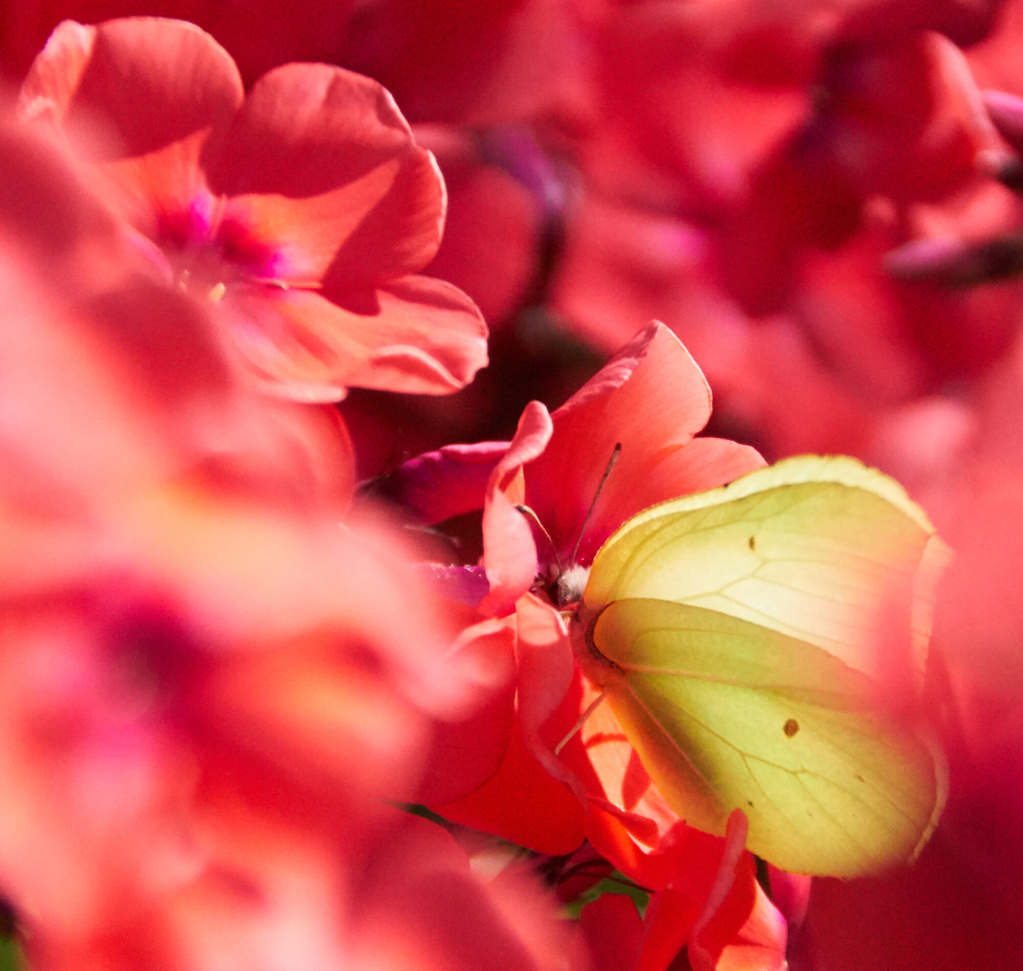 Valokuvaaja: Tarja Kouvo