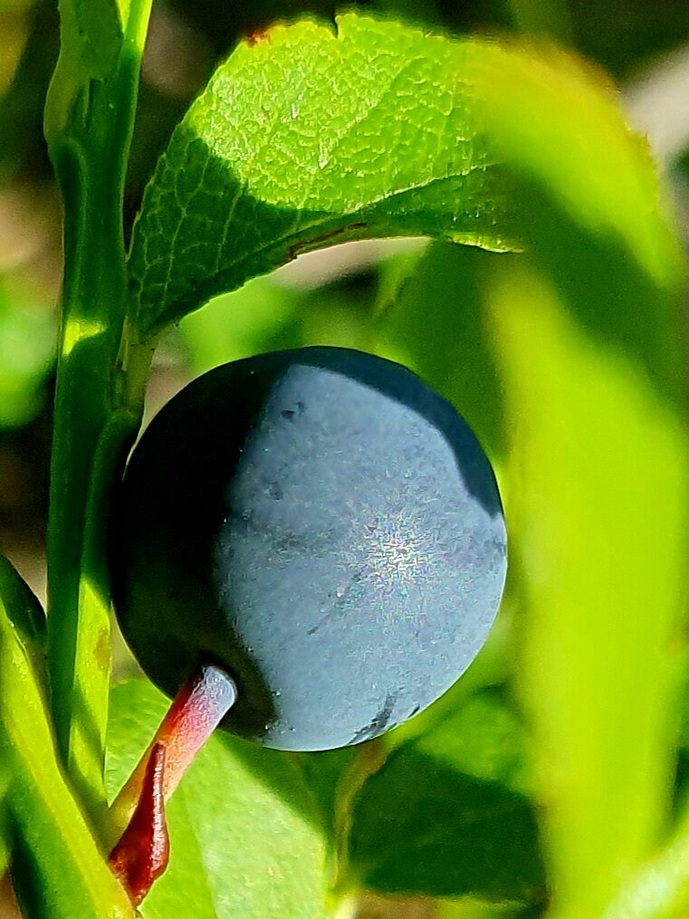 Valokuvaaja: Linnea Valtonen Valokuvaaja: Linnea Valtonen