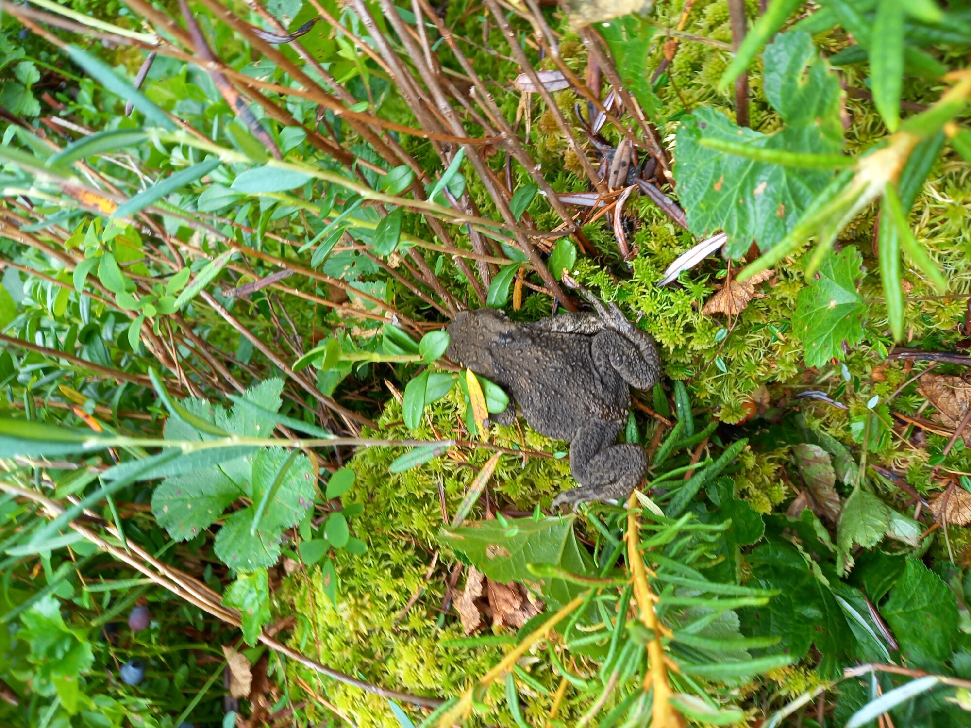 Valokuvaaja: Tinttu Hiltunen