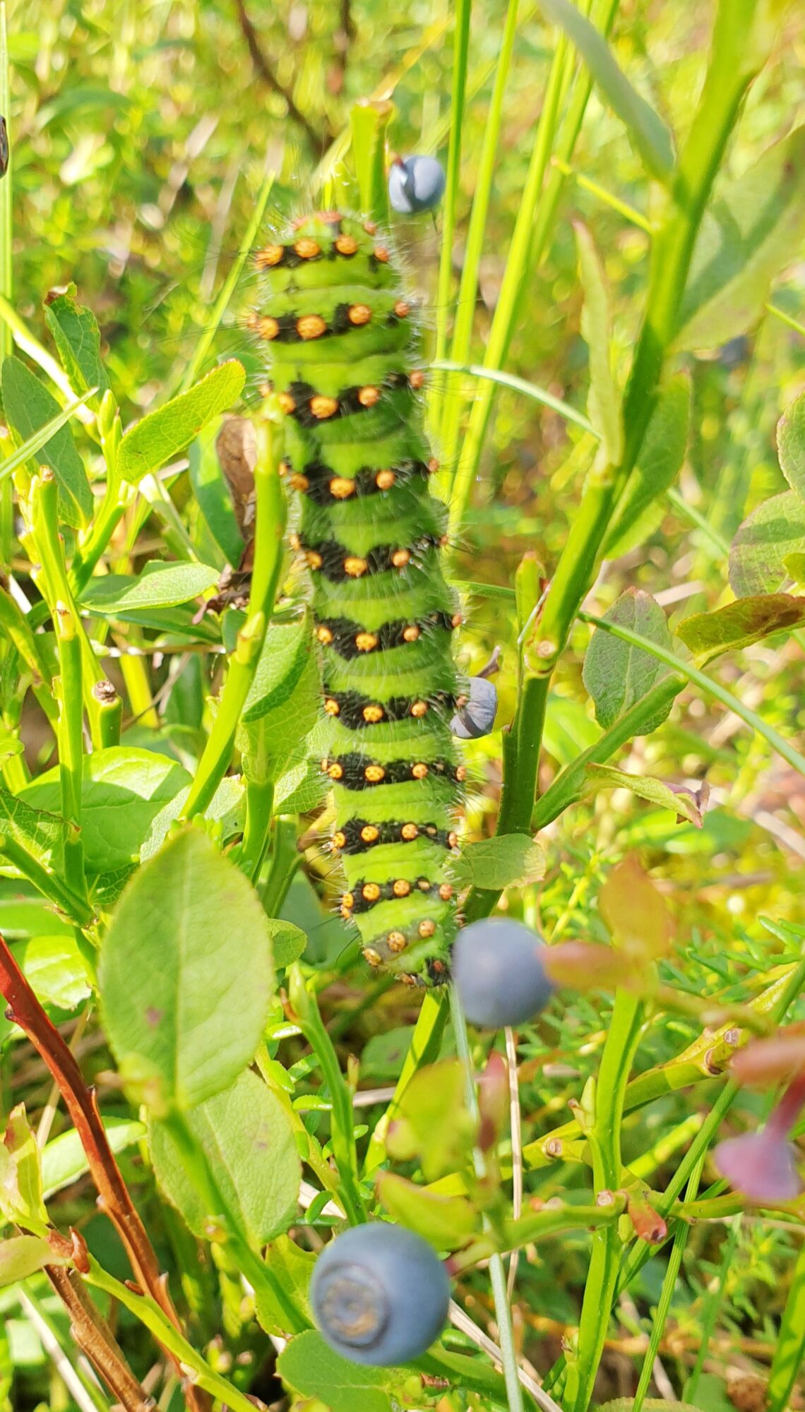 Valokuvaaja: Anu Lapinlampi