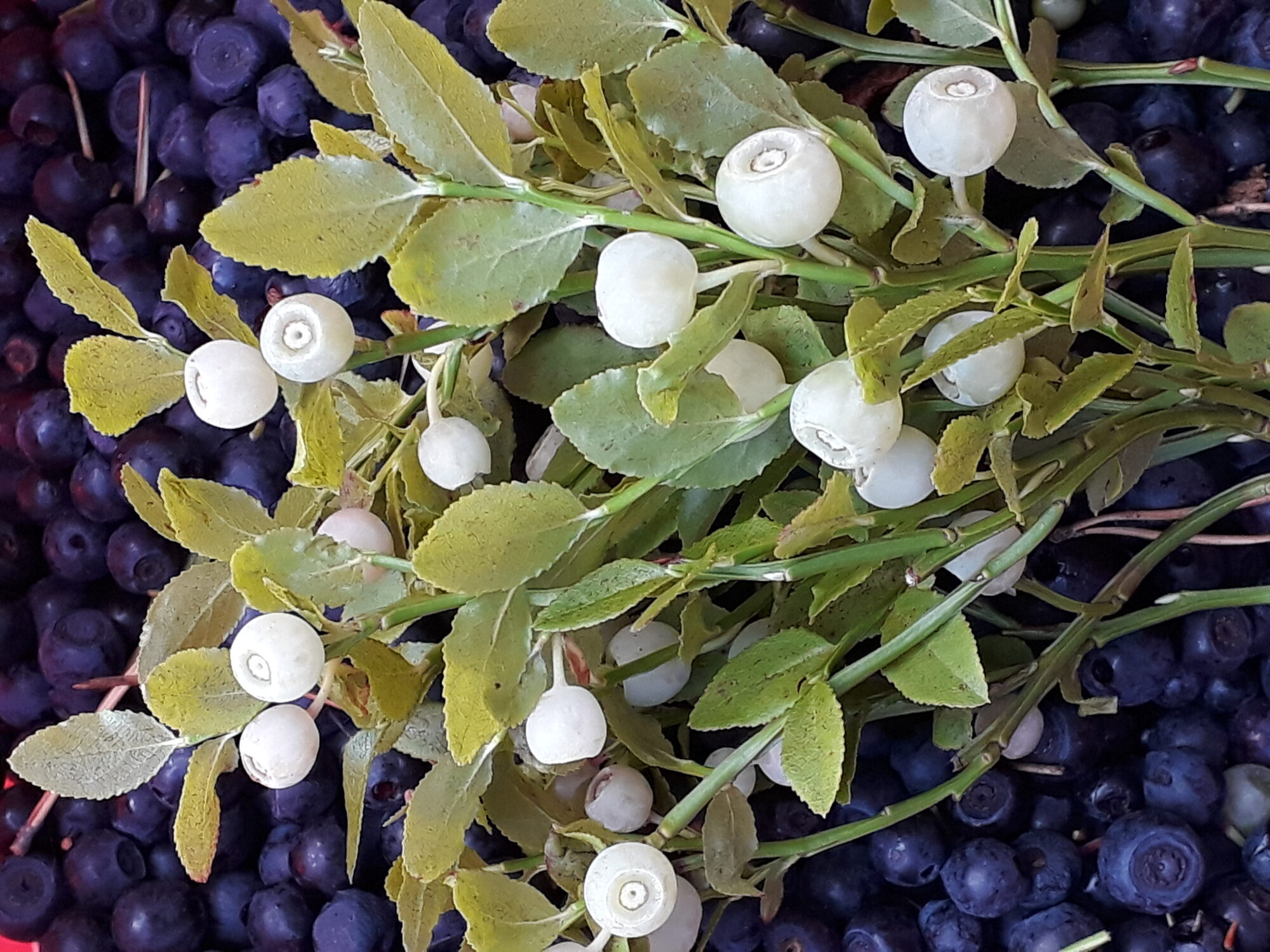 Valokuvaaja: Liisa Koli