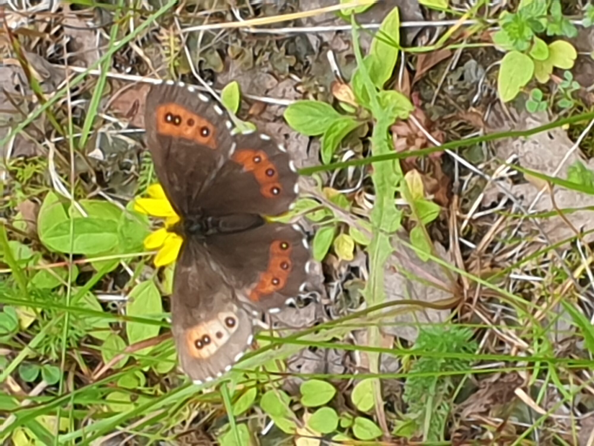Valokuvaaja: Koskela-Lahtinen Marja-Liisa