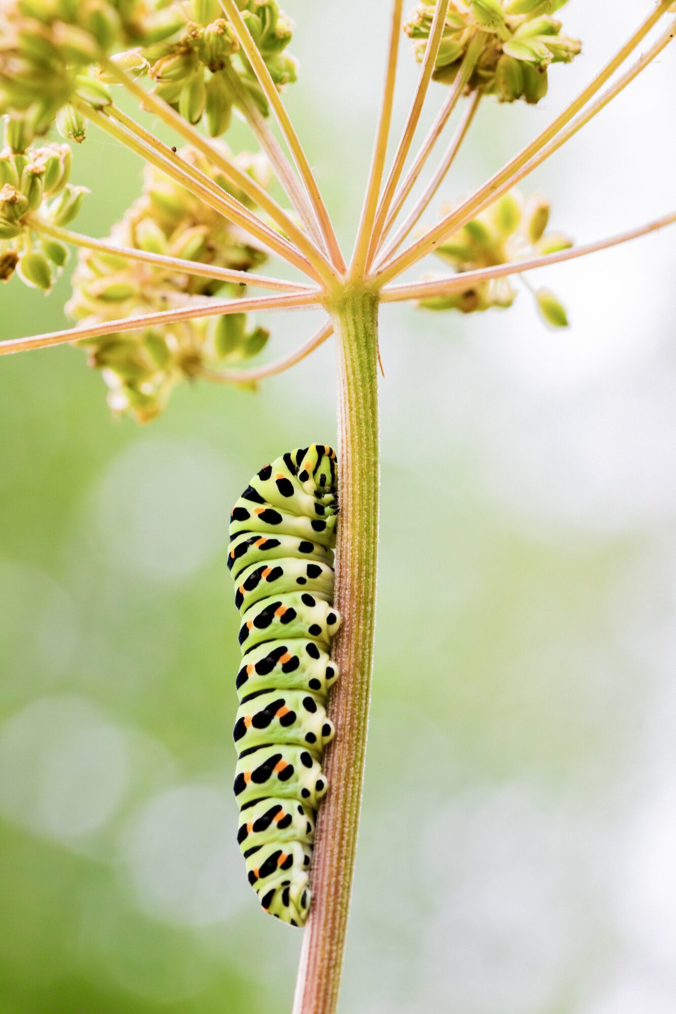 Valokuvaaja: Anne Patana