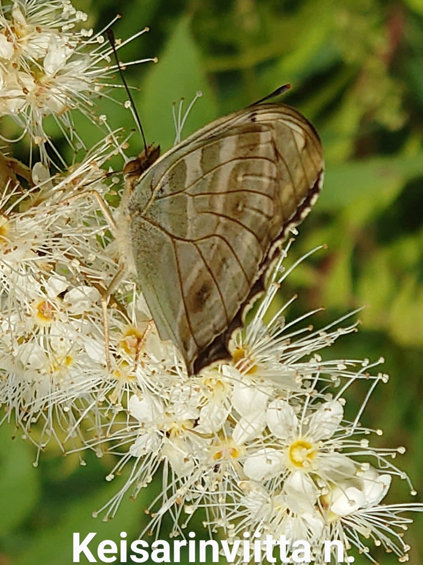 Valokuvaaja: Jouni Roppola.