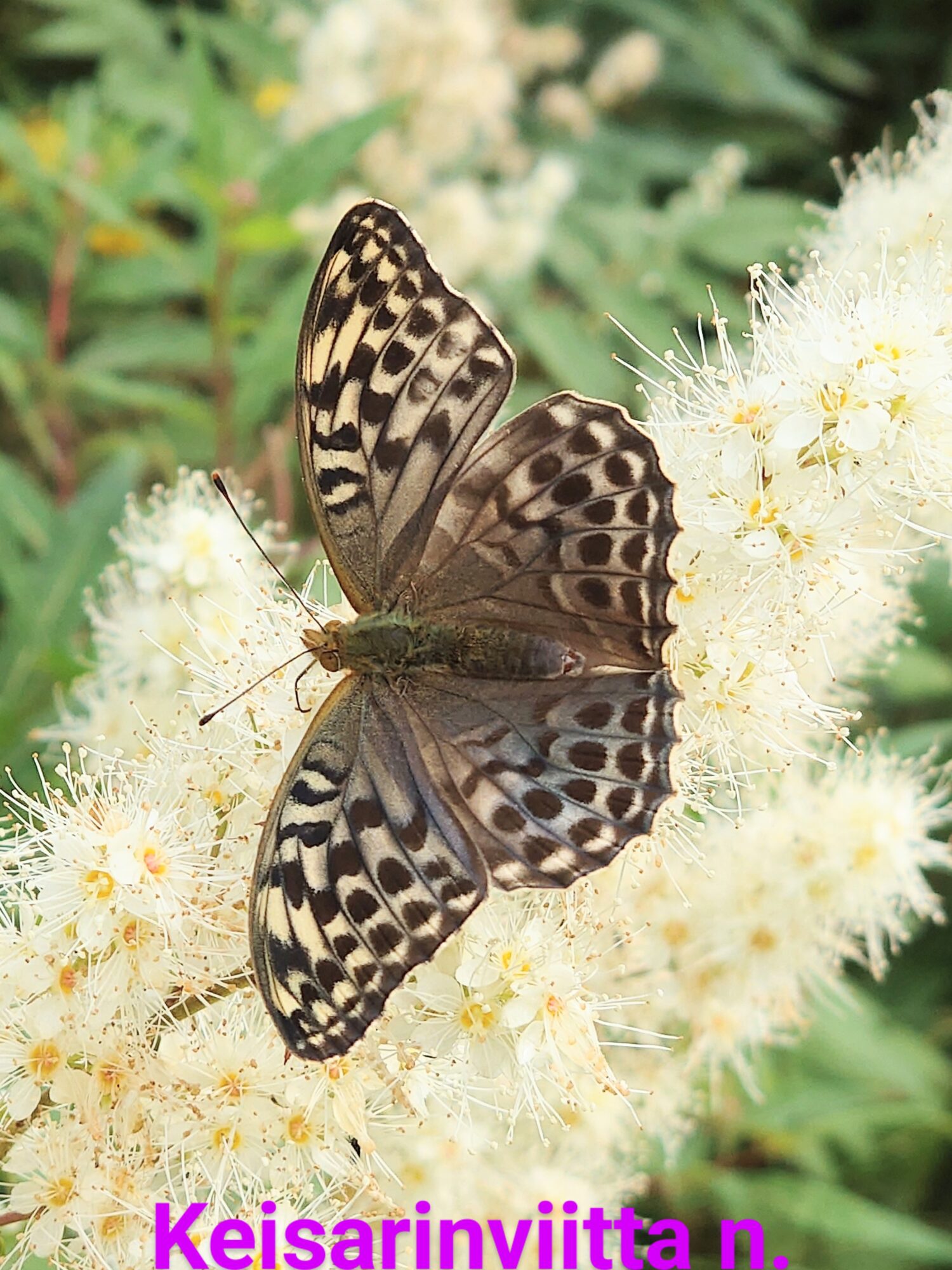 Valokuvaaja: Jouni Roppola.