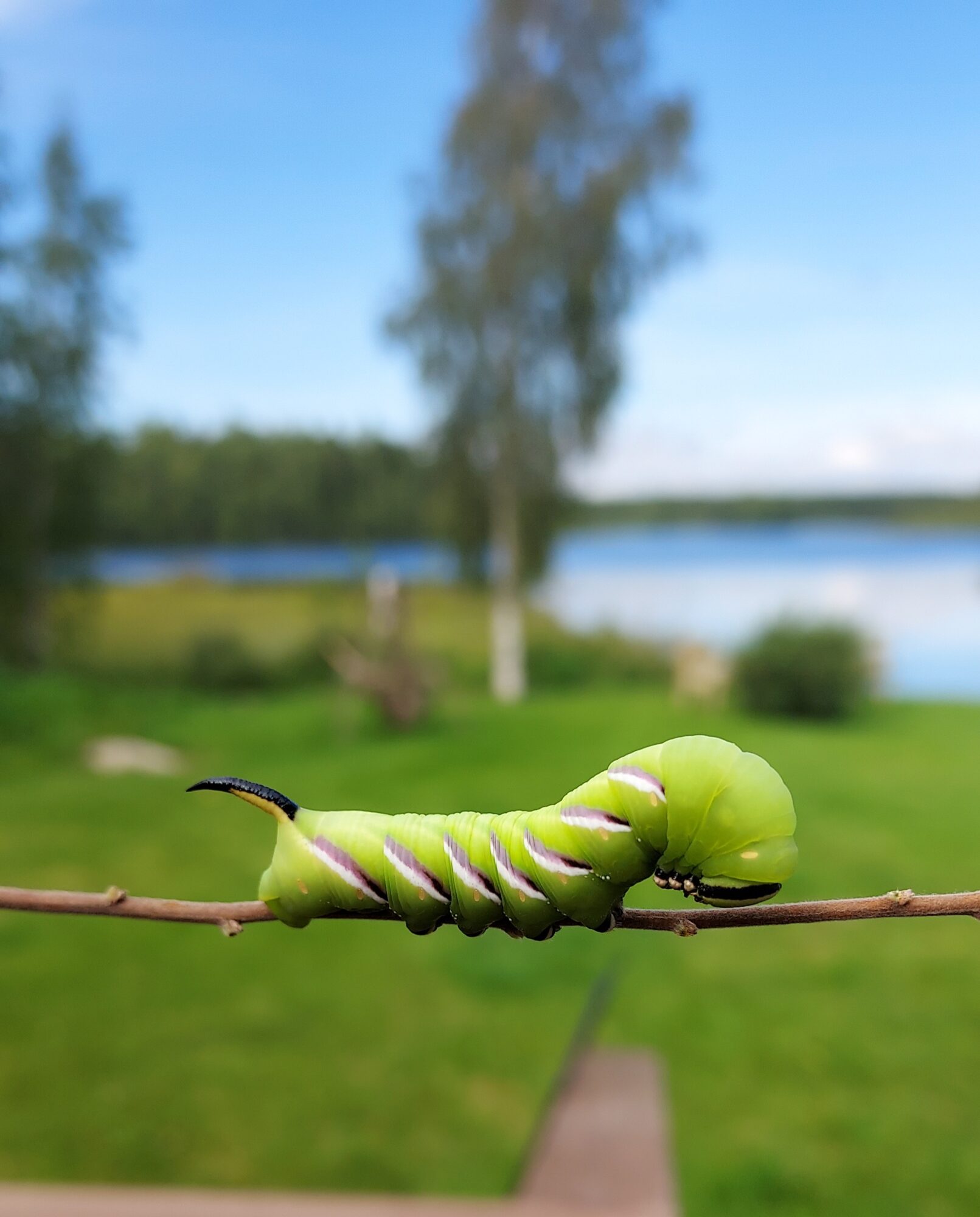 Valokuvaaja: Eila Nuutinen