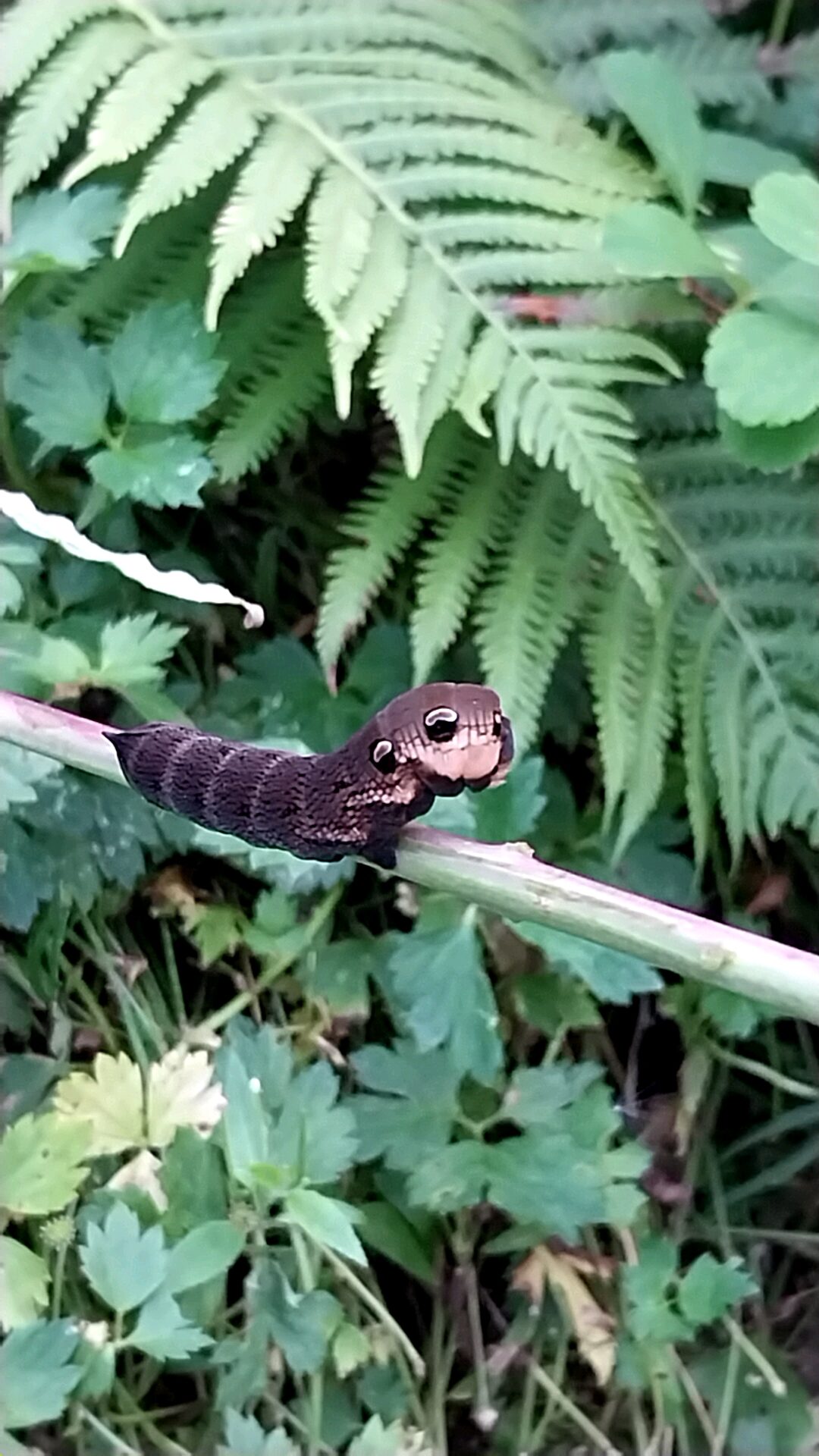 Valokuvaaja: HALLE SANDELL