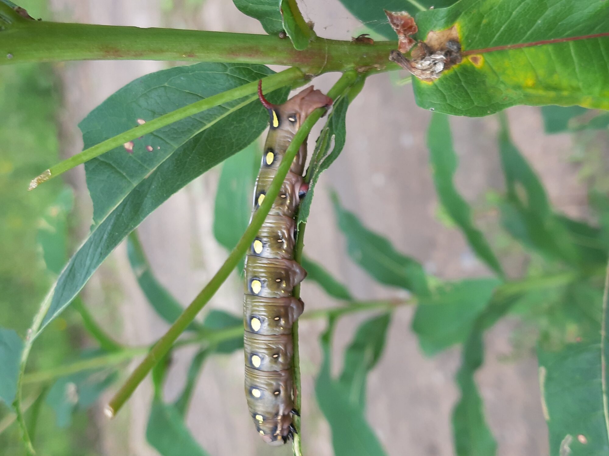 Valokuvaaja: Auli Feldt
