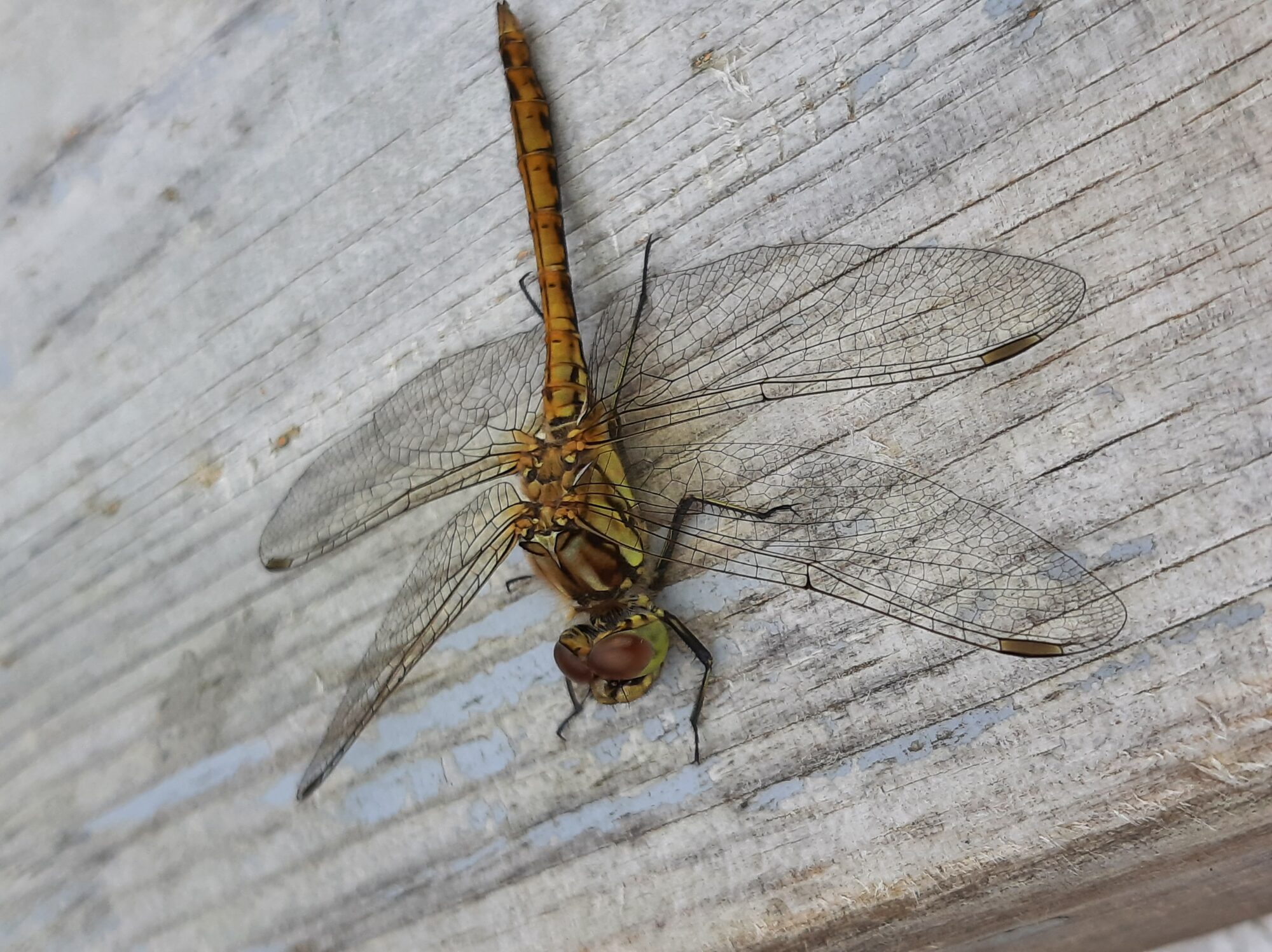 Valokuvaaja: Auli Feldt