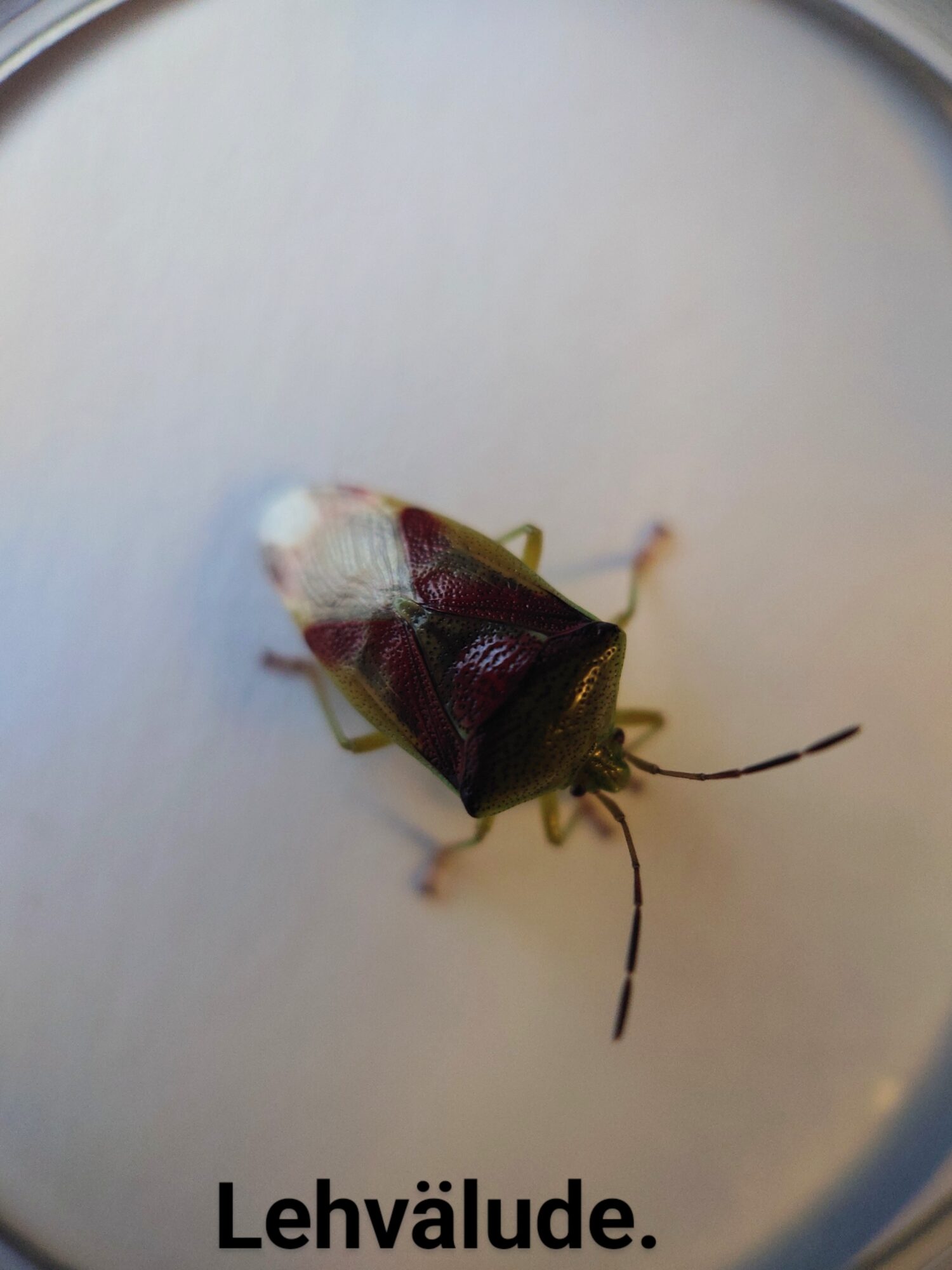 Valokuvaaja: Jouni Roppola.