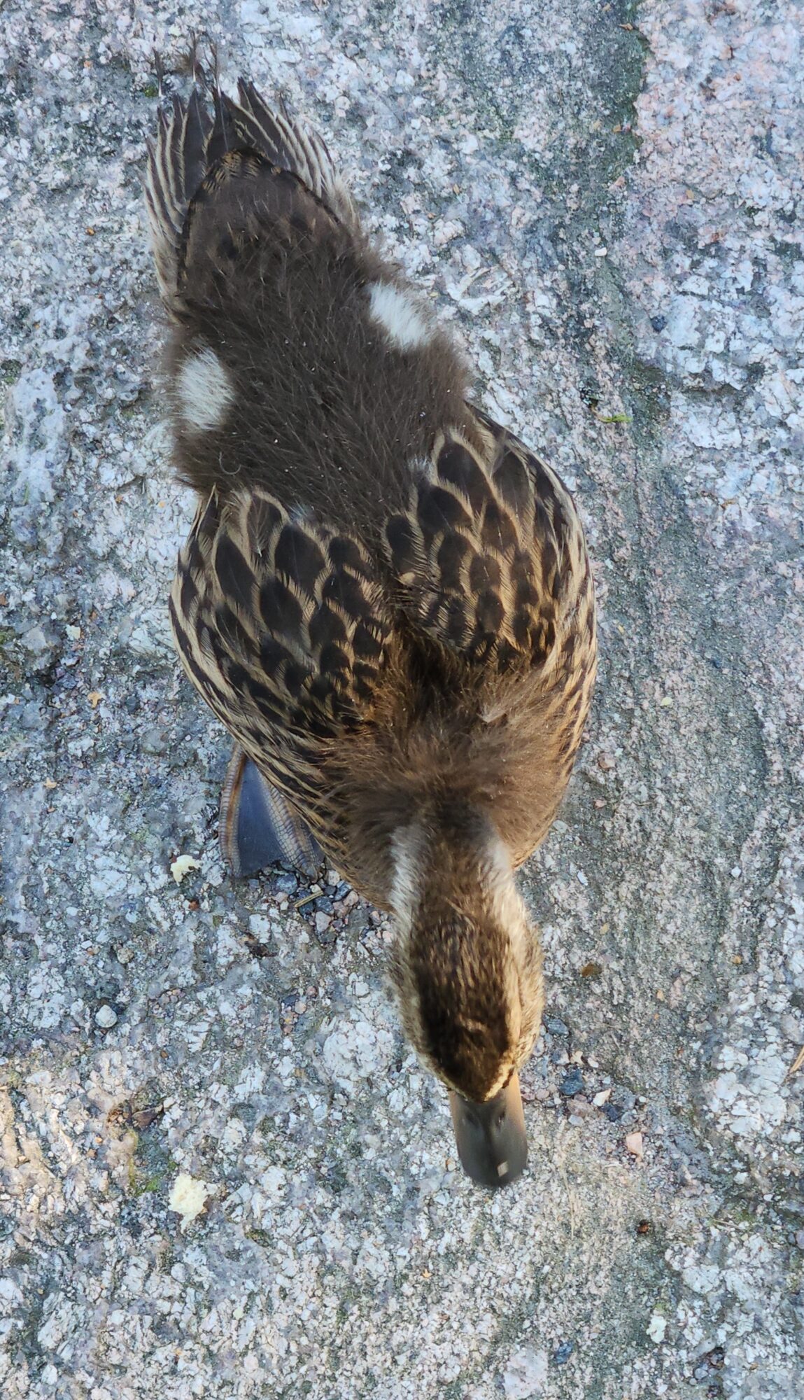 Valokuvaaja: Kalevi Koskela