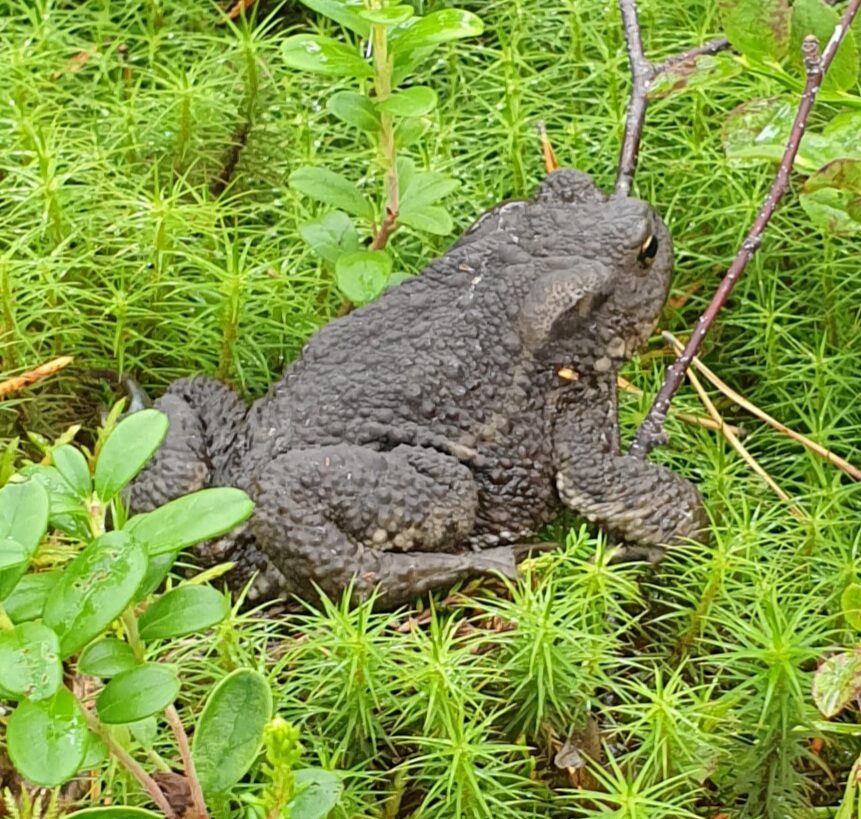 Valokuvaaja: Anu Lapinlampi Valokuvaaja: Anu Lapinlampi