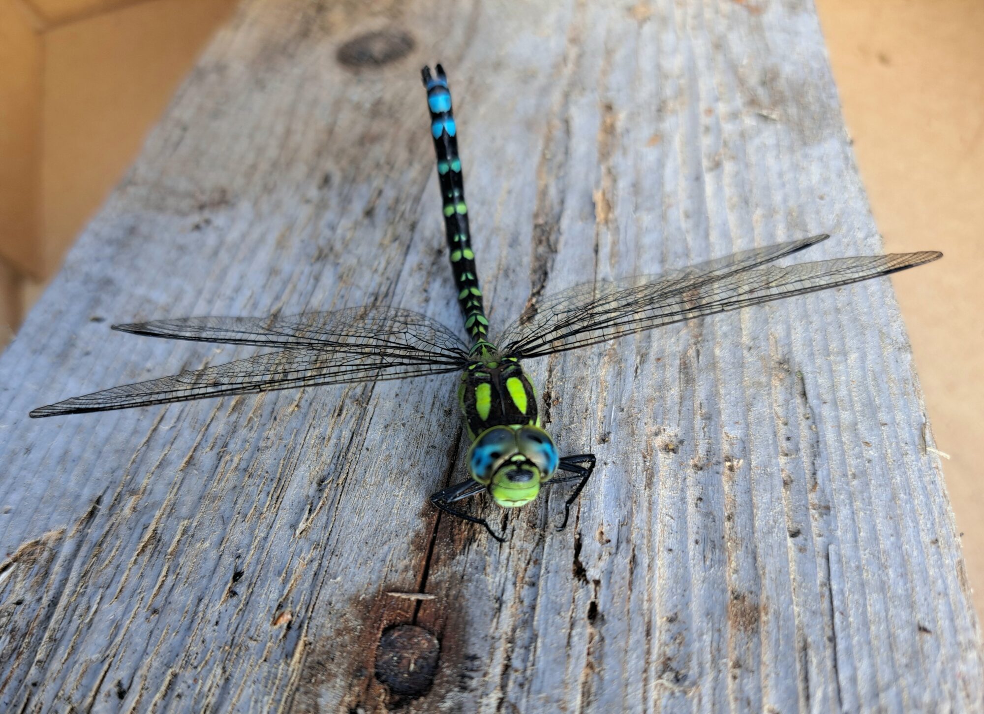 Valokuvaaja: Tiina Laihanen