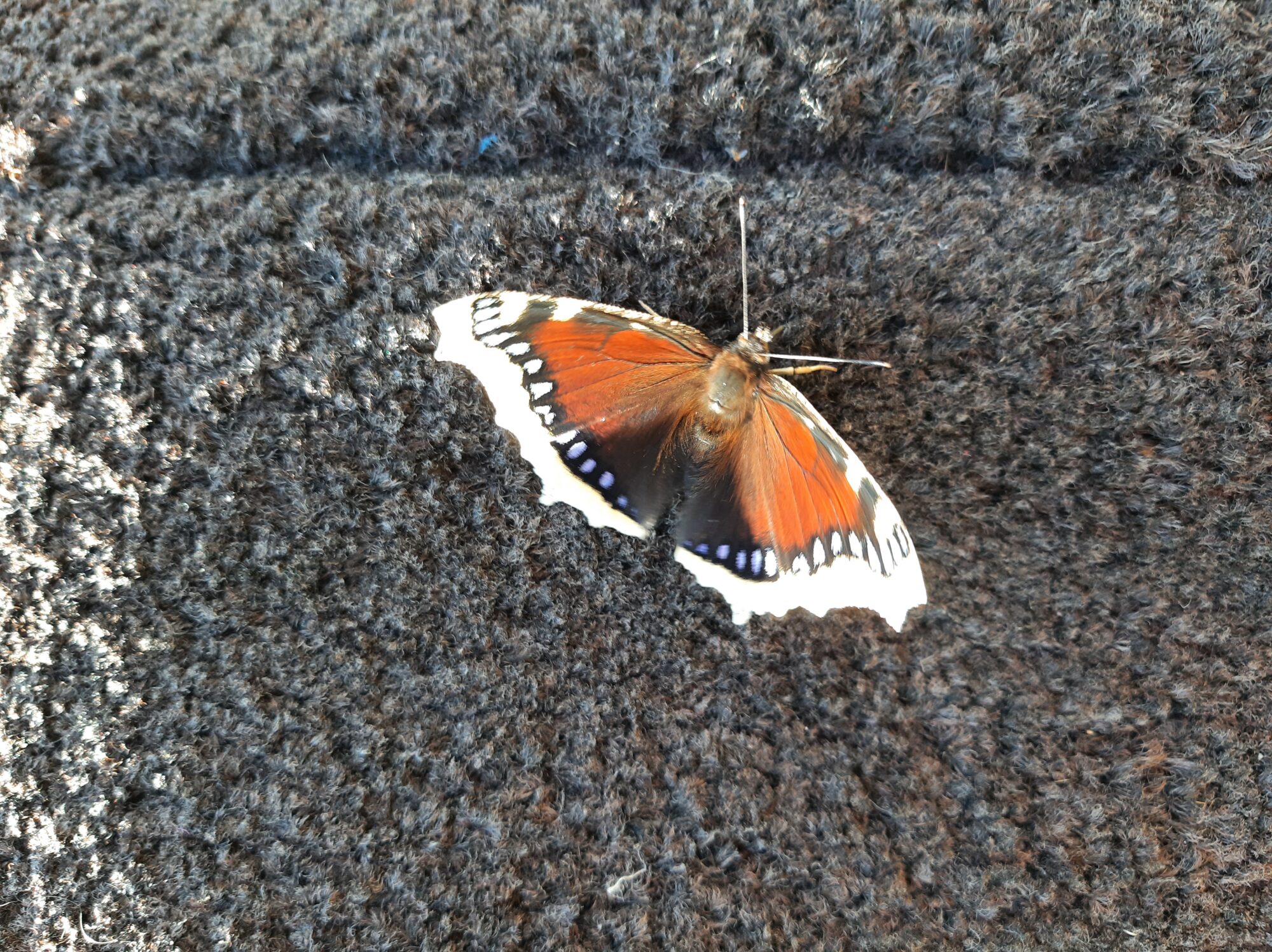 Valokuvaaja: Auli Feldt