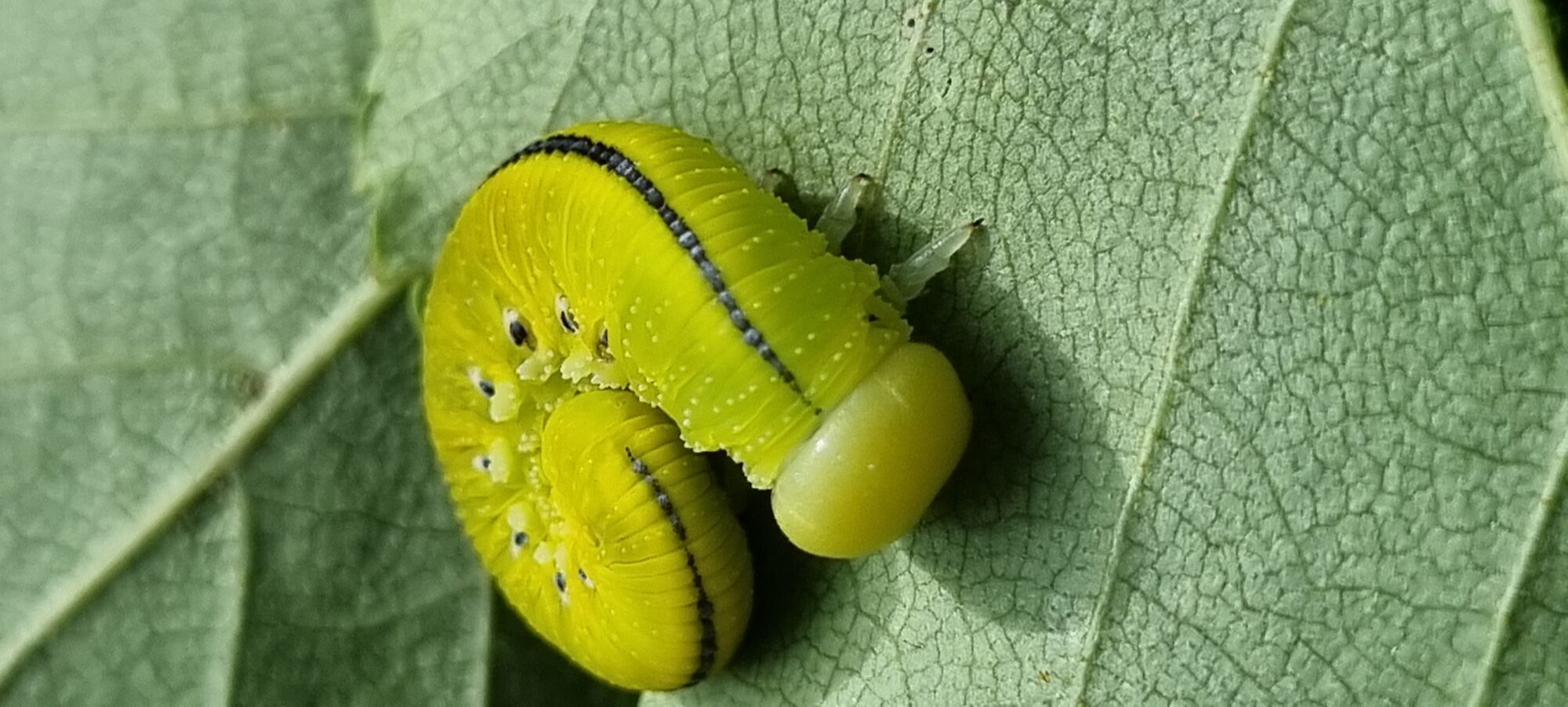 Valokuvaaja: Sari Lindblom