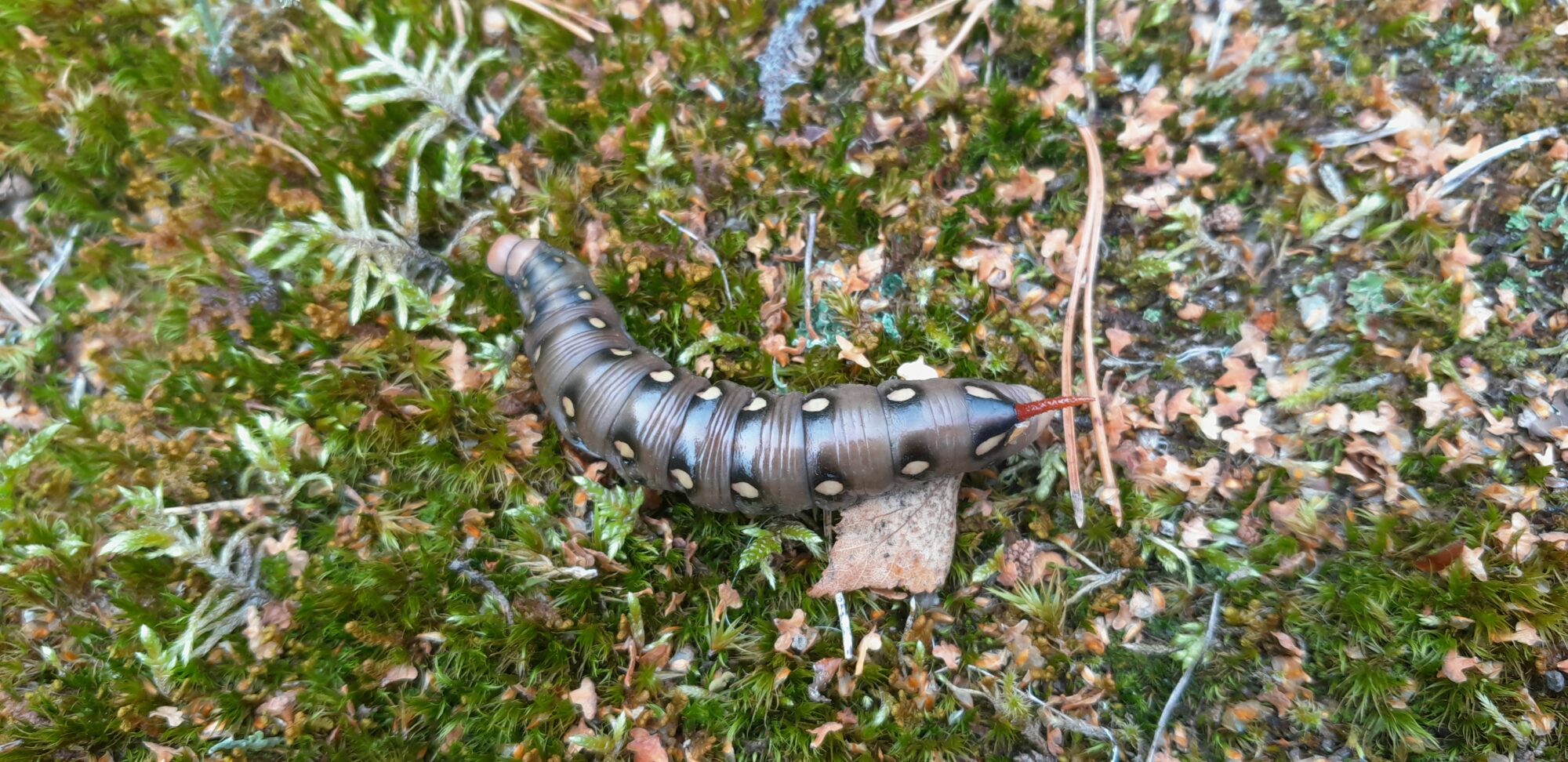 Valokuvaaja: Satu Matyko