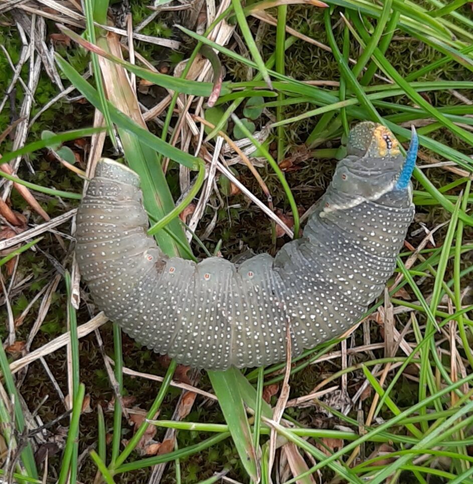 Valokuvaaja: Suvi Rajaniemi Valokuvaaja: Suvi Rajaniemi