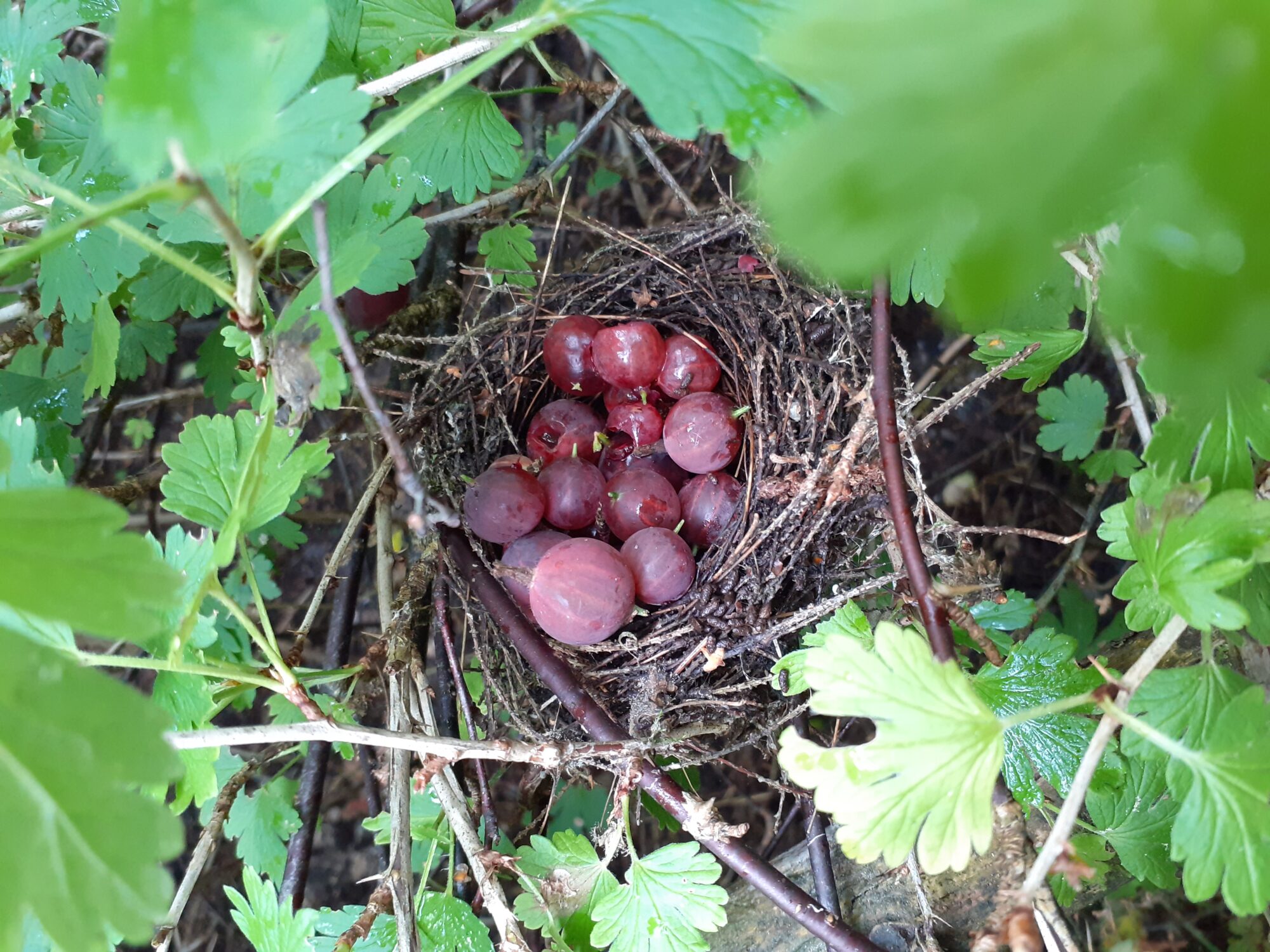 Valokuvaaja: Päivi Helastie