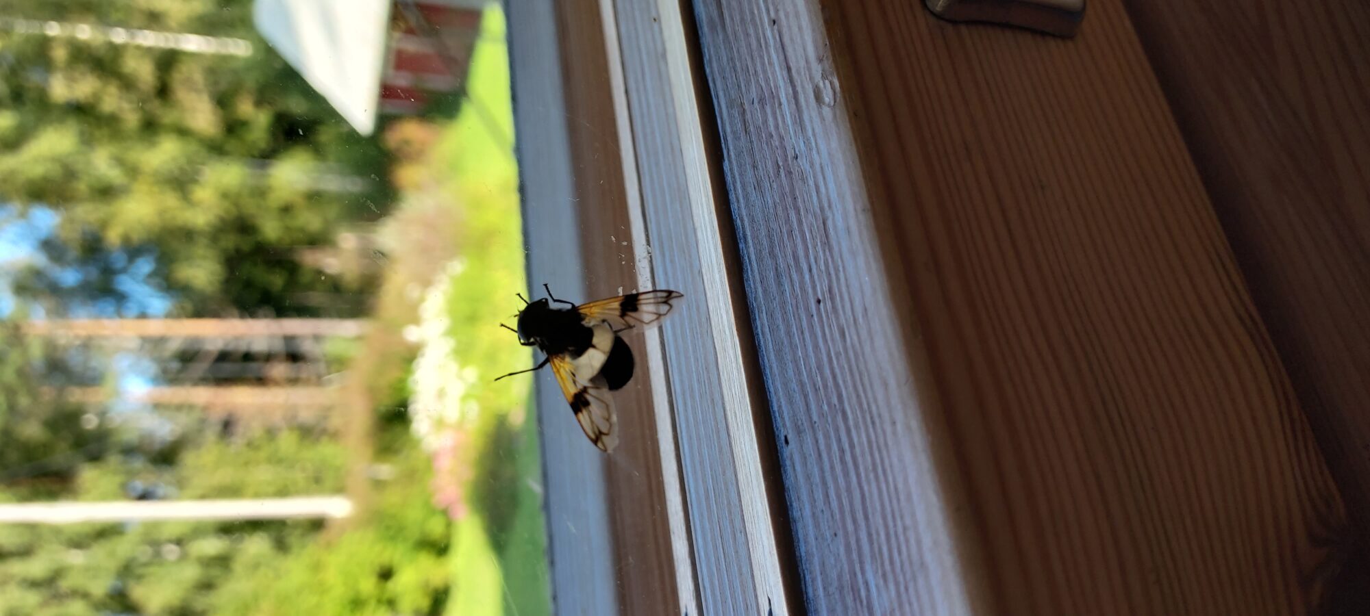 Valokuvaaja: Sirpa Kristersson