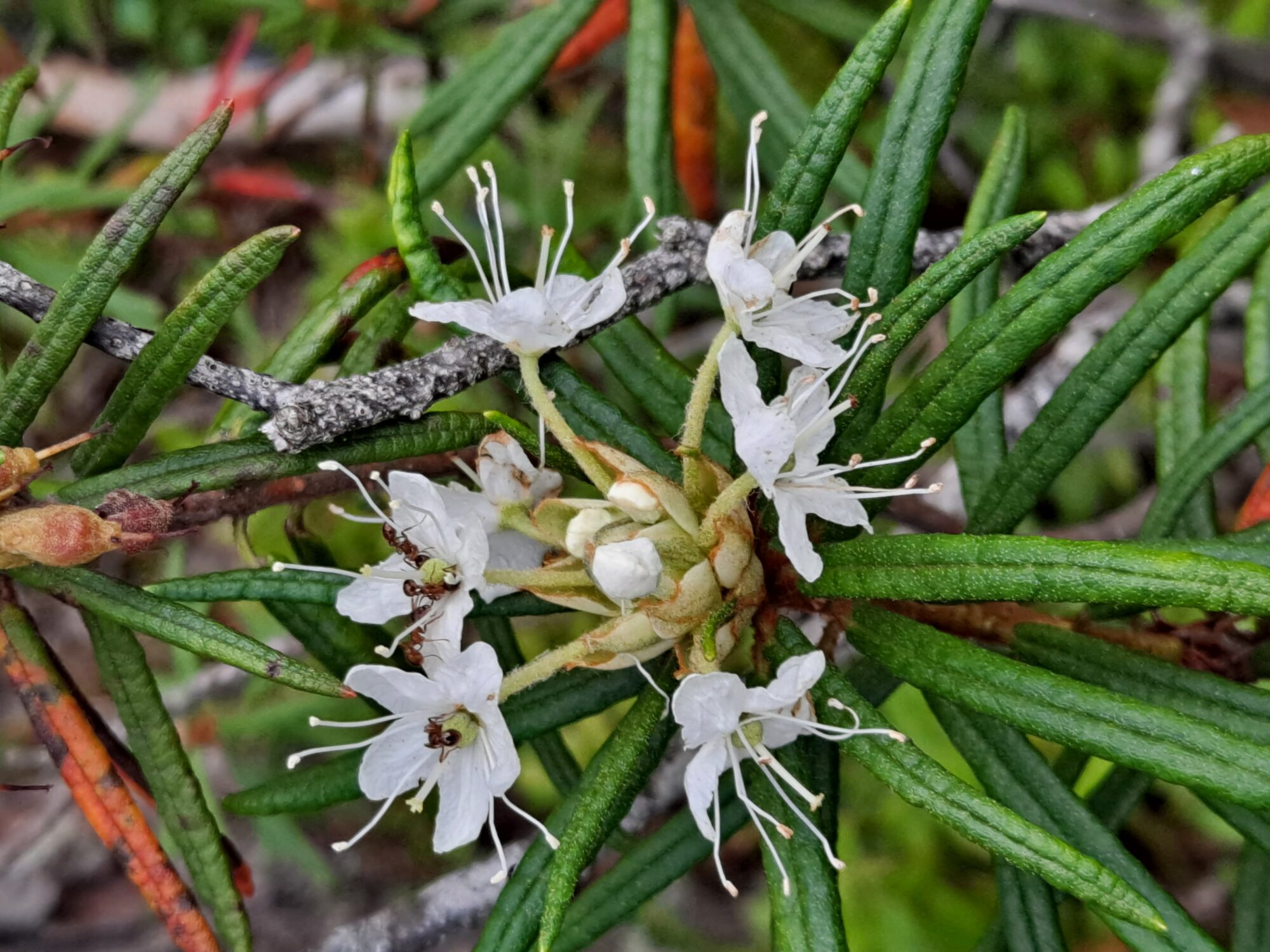 Valokuvaaja: Satu Suuntala