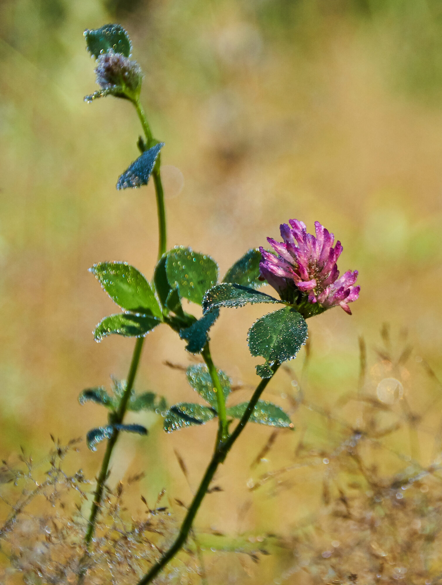 Valokuvaaja: Tarja Kouvo Valokuvaaja: Tarja Kouvo