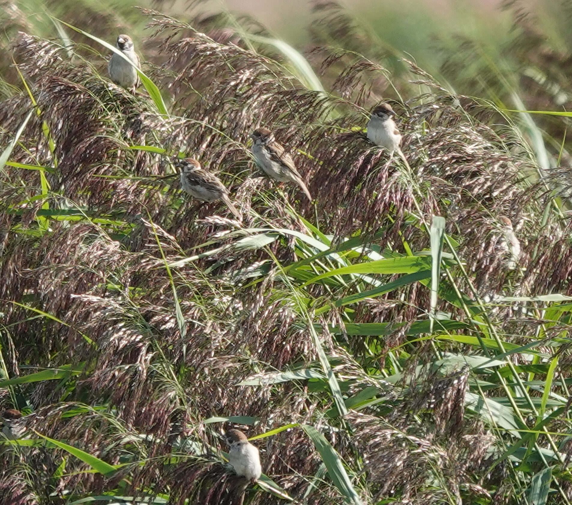 Valokuvaaja: Pekka Heino Valokuvaaja: Pekka Heino
