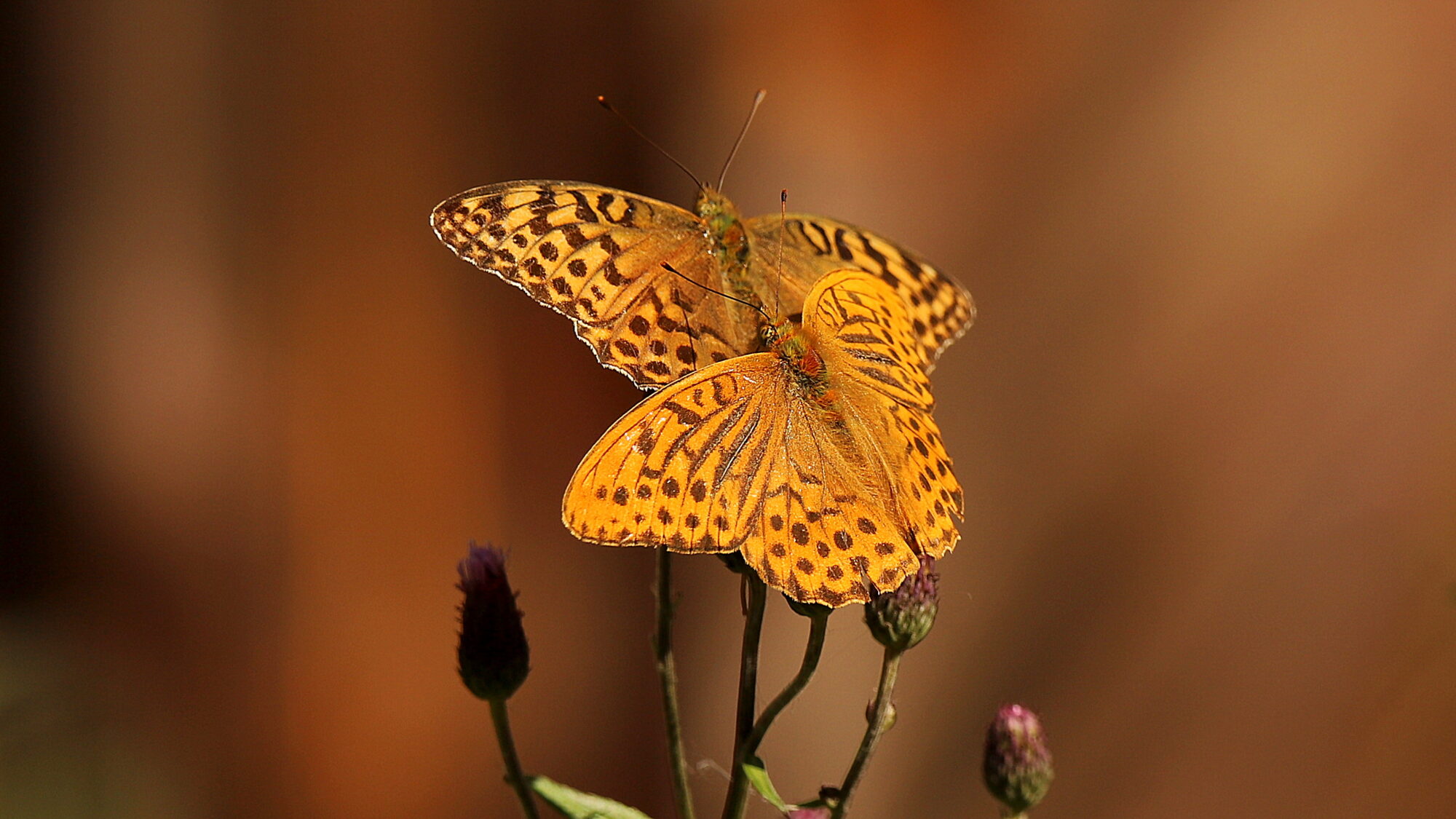 Valokuvaaja: sirpa Jyske