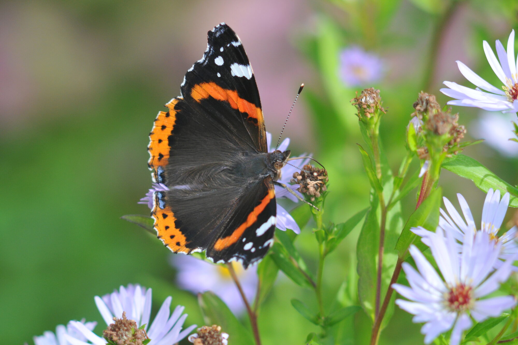 Valokuvaaja: Kaarlo Asikainen Valokuvaaja: Kaarlo Asikainen
