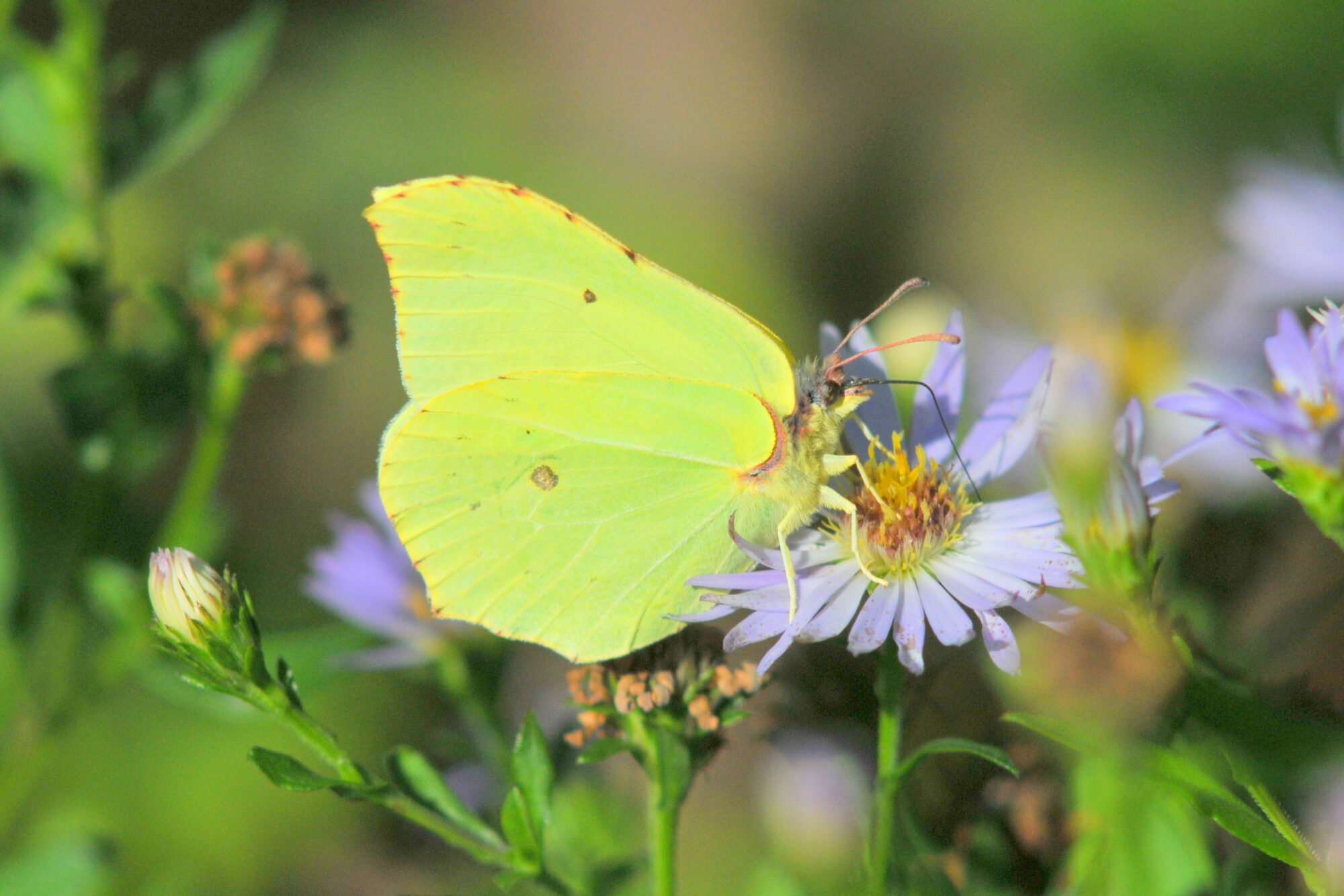 Valokuvaaja: Kaarlo Asikainen