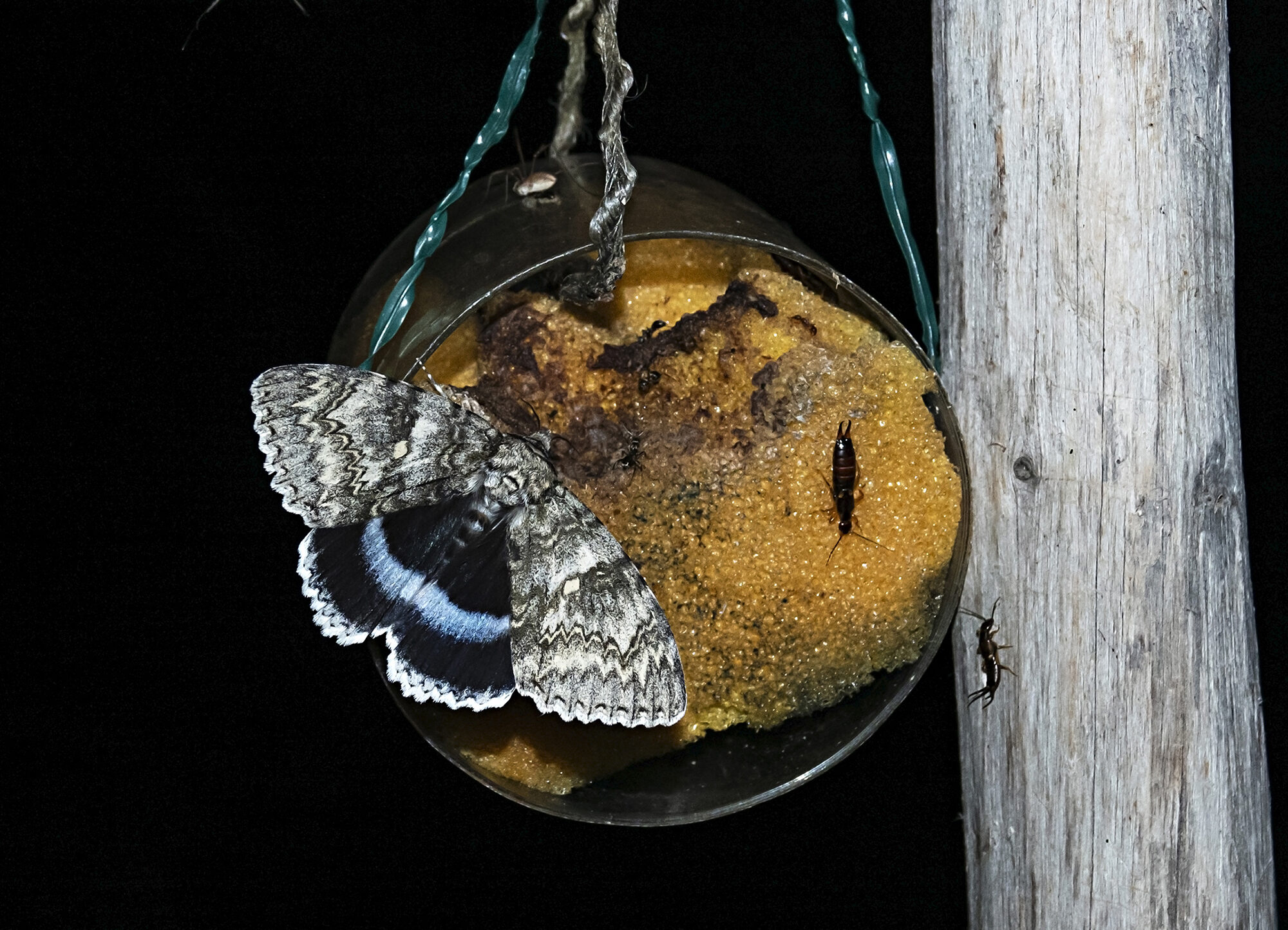 Valokuvaaja: Veikko Ojanen