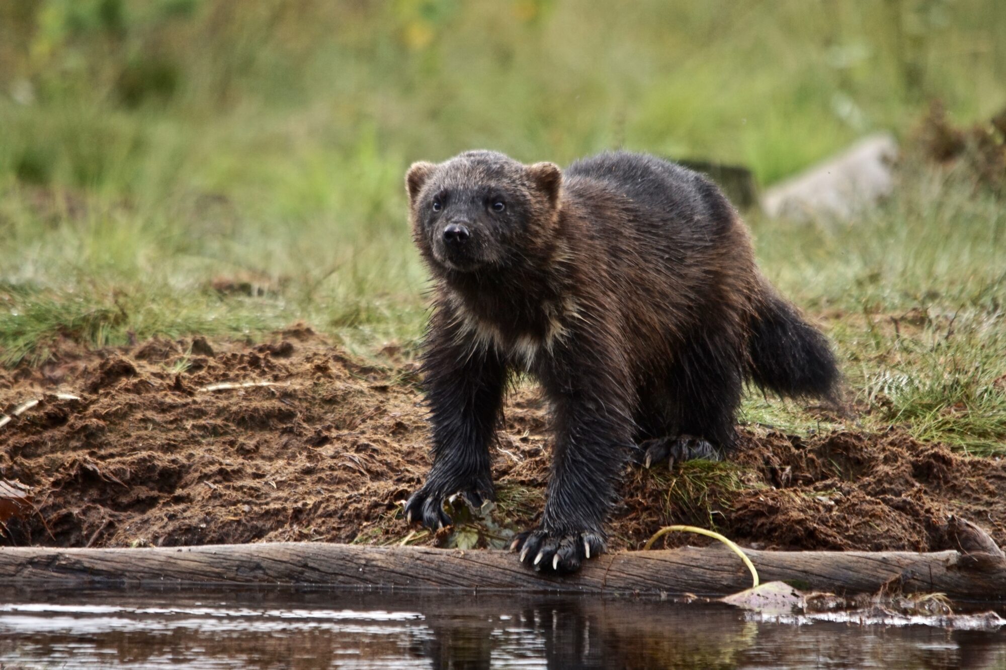 Valokuvaaja: Markku Ranta-Eilola