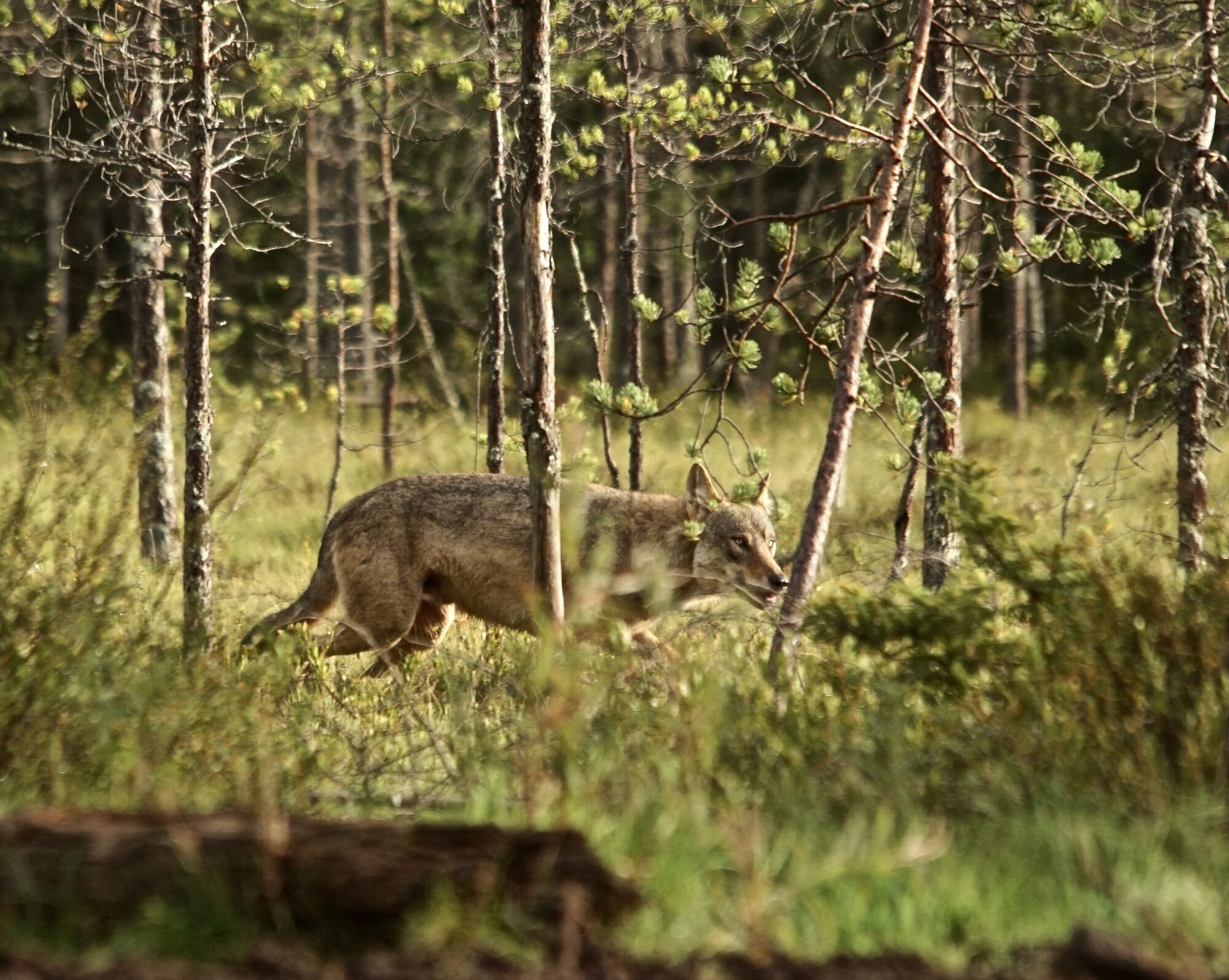 Valokuvaaja: Markku Ranta-Eilola